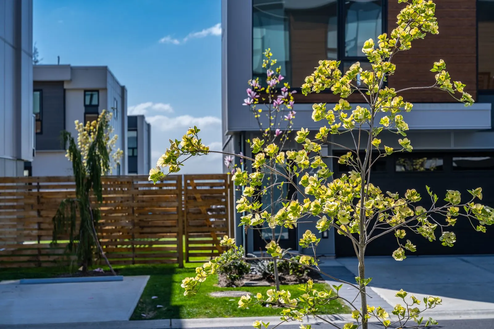 Young flowering tree and timber fence at townhomes at Seymour Village Amenity Park