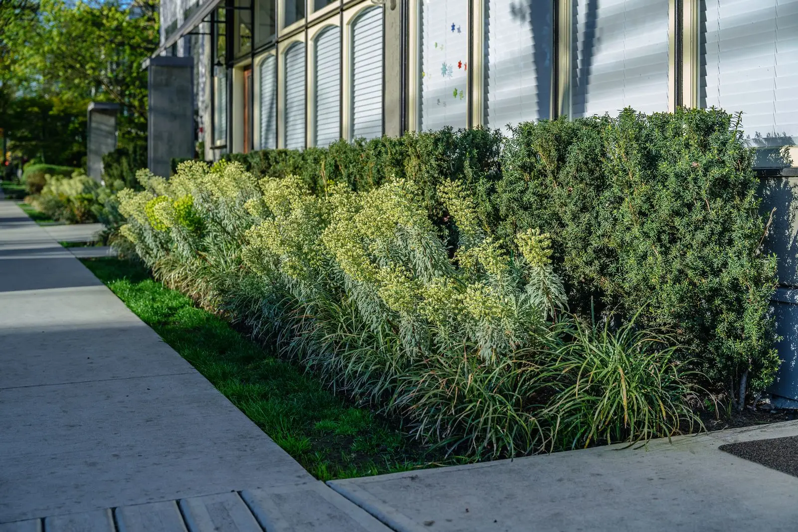 Grass and shrub planting along a building walkway at Eleven West
