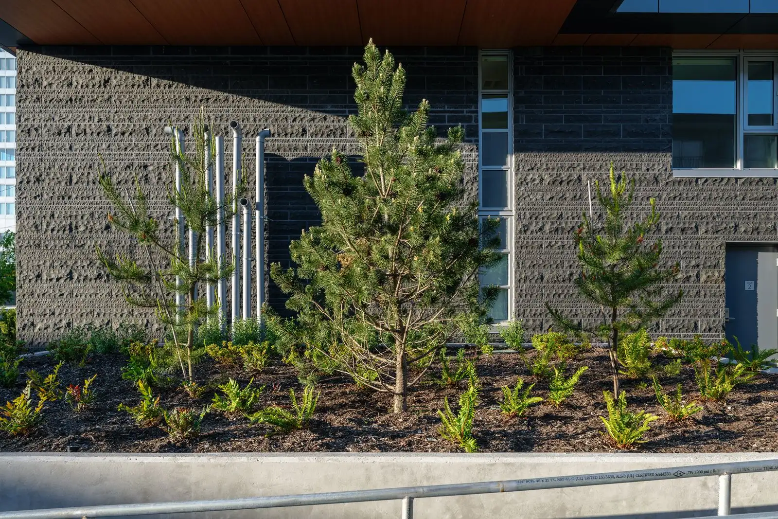 Young conifers and planting in front of a textured wall at Sun Tower II