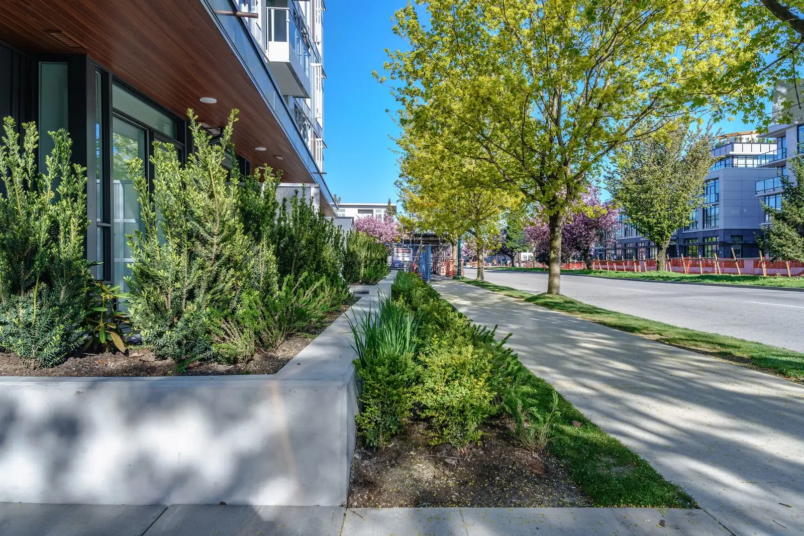 Raised planters and sidewalk under street trees at Marquise