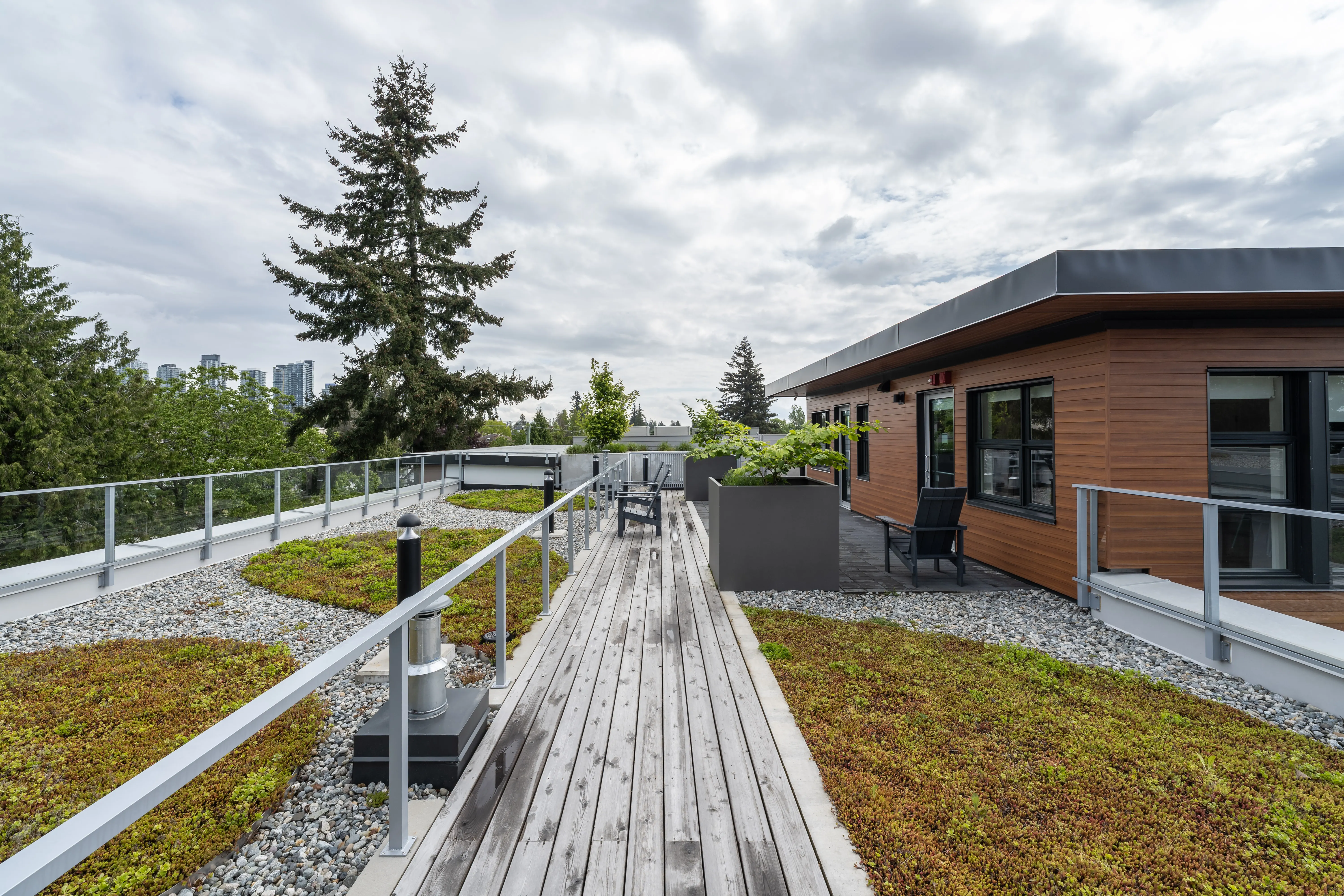 Rooftop timber boardwalk between green roof planting at L'Arche Community Centre