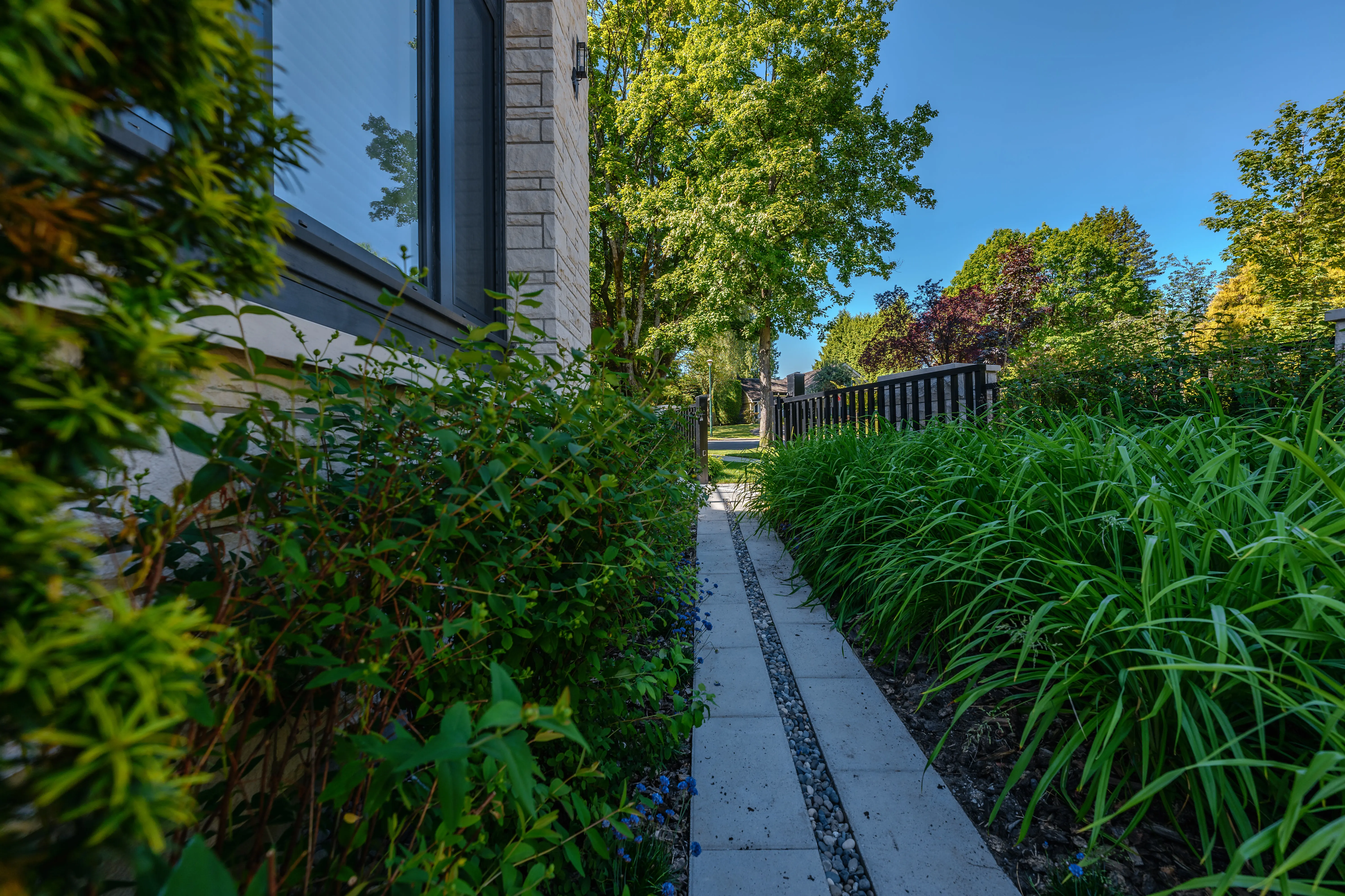 Narrow side yard path between dense planting at Hudson Street