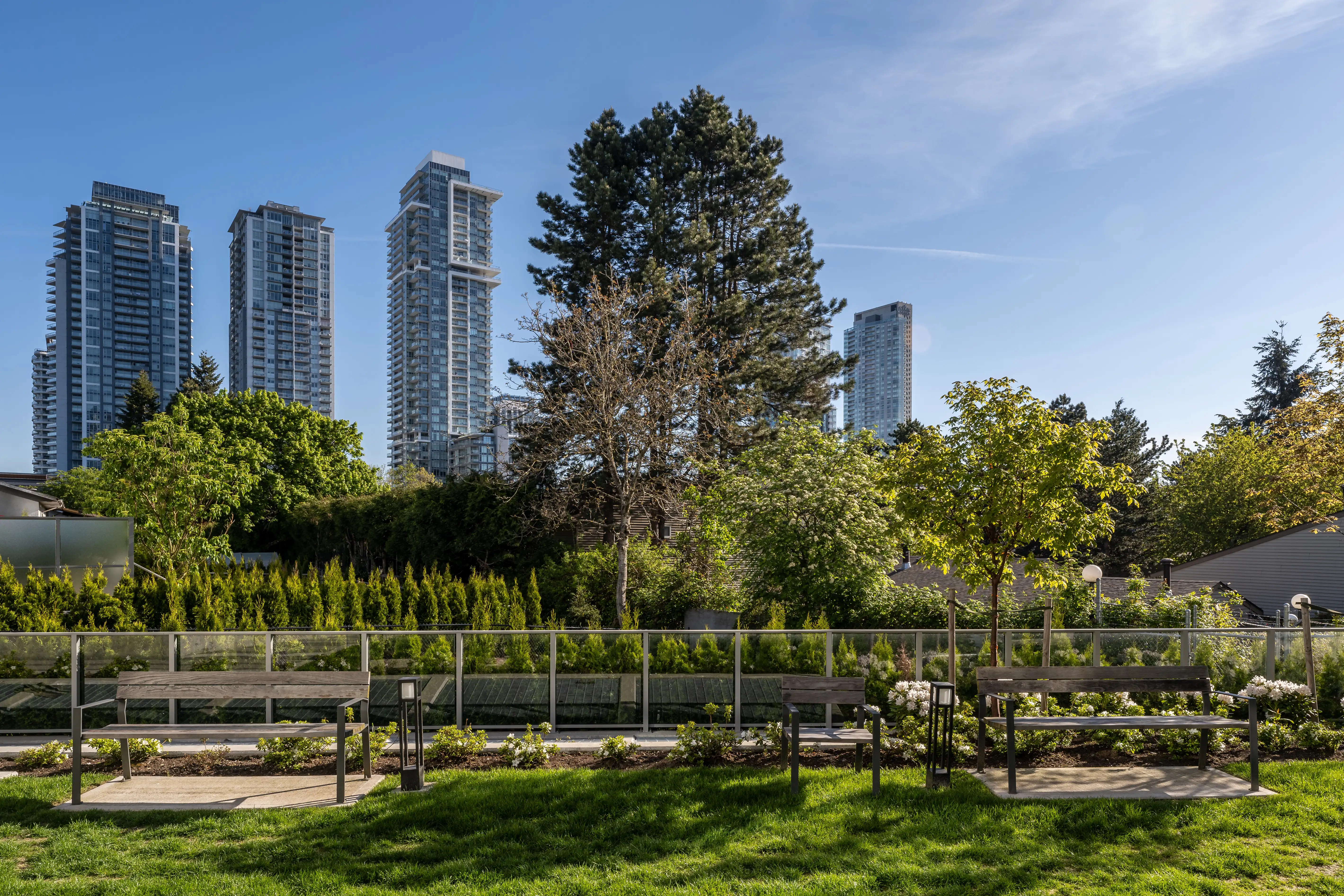 Lawn and planting with high-rise towers beyond at The Holland I