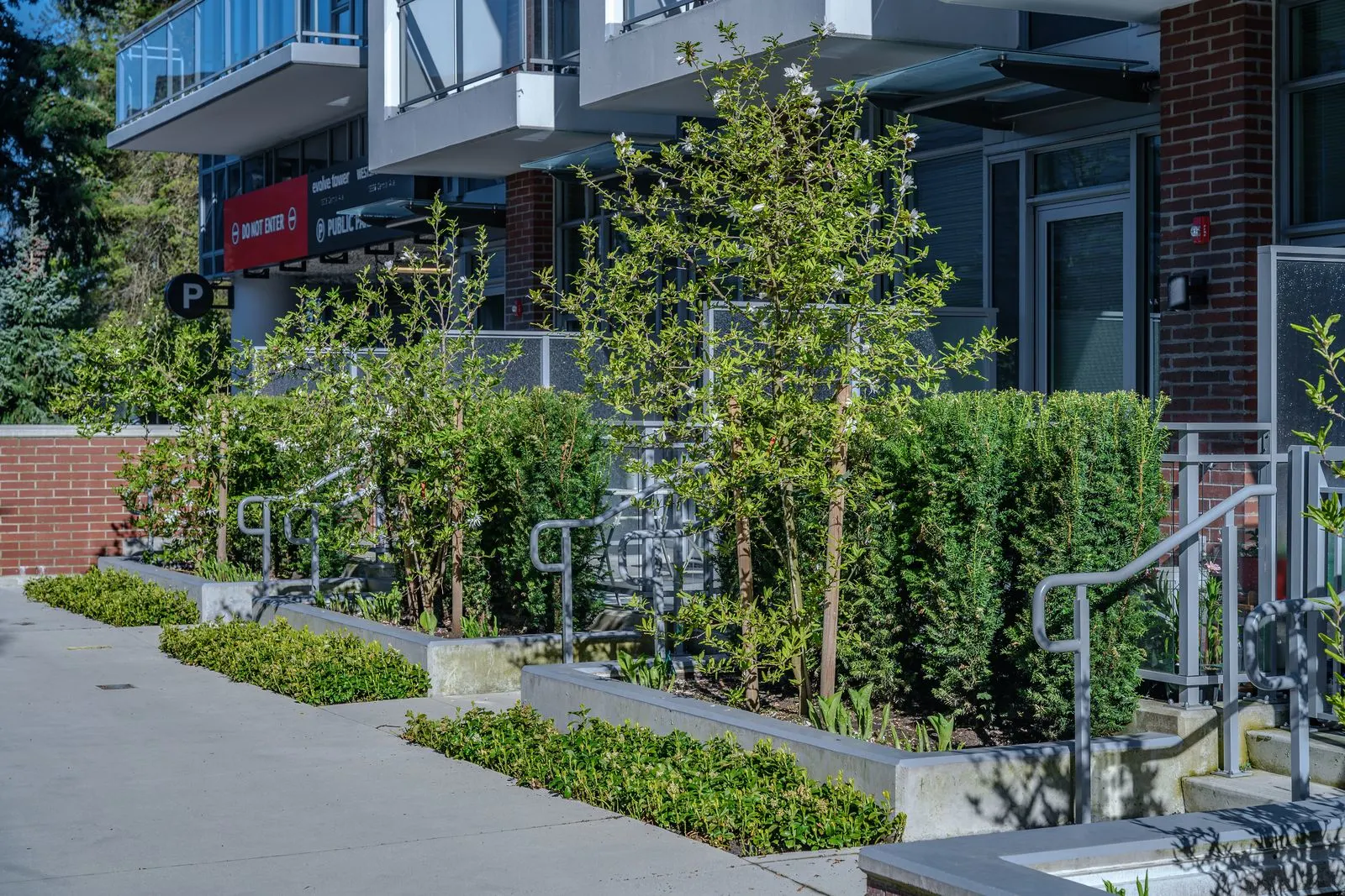 Trees and planting at townhome entries with stair railings at Evolve