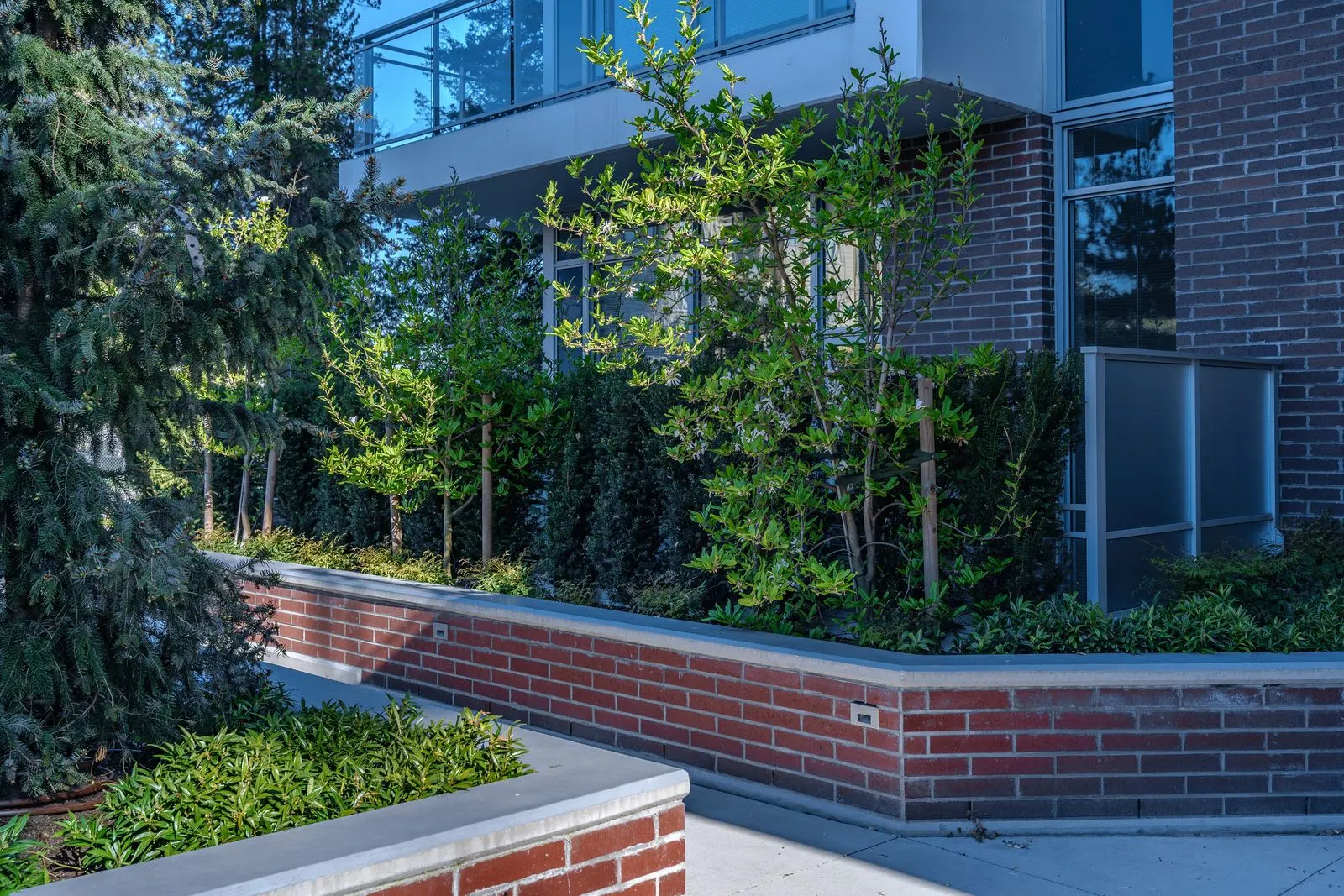 Brick-edged raised planter with trees and hedges at Evolve
