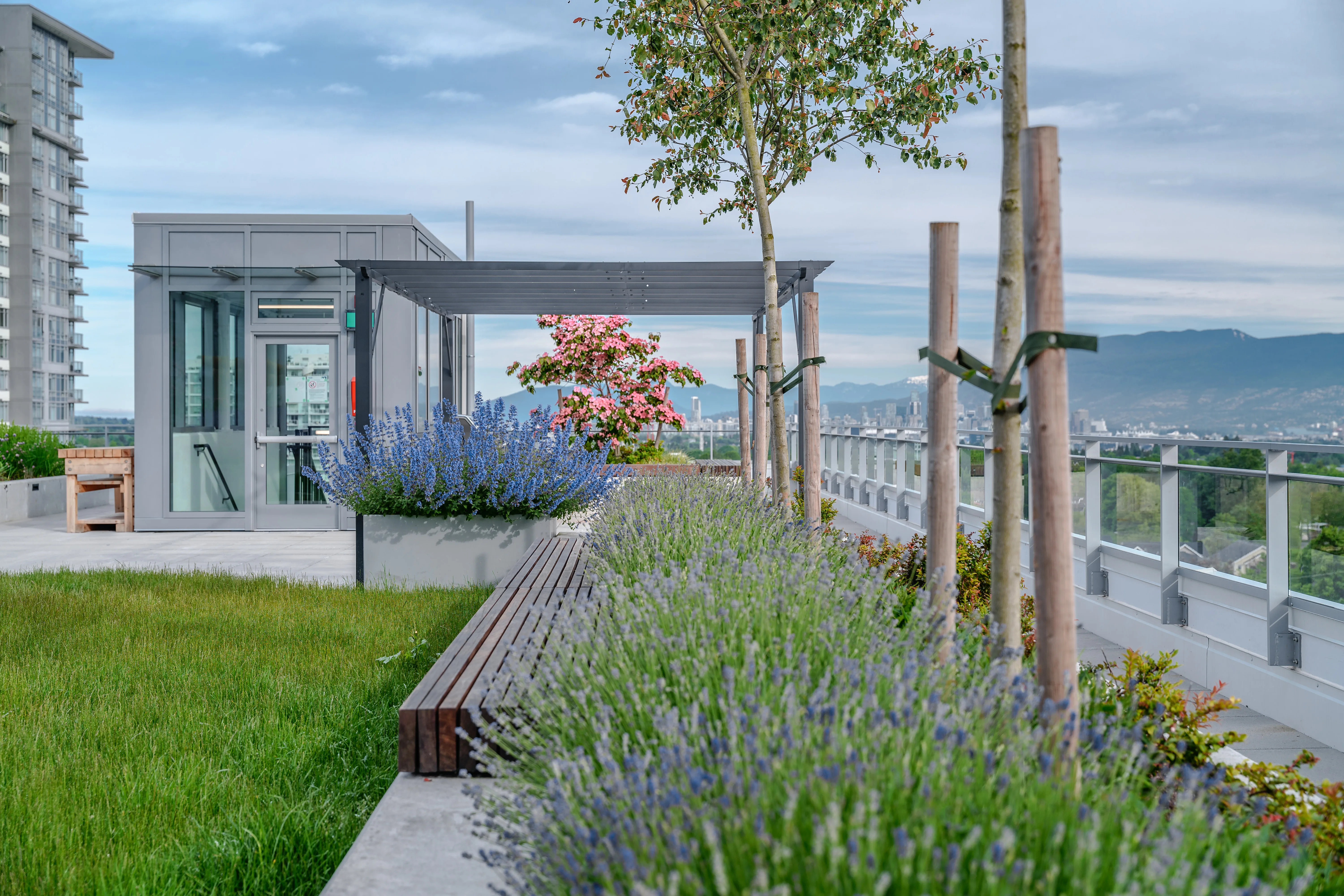 Rooftop lawn with purple flowering planting and timber bench at The Windsor