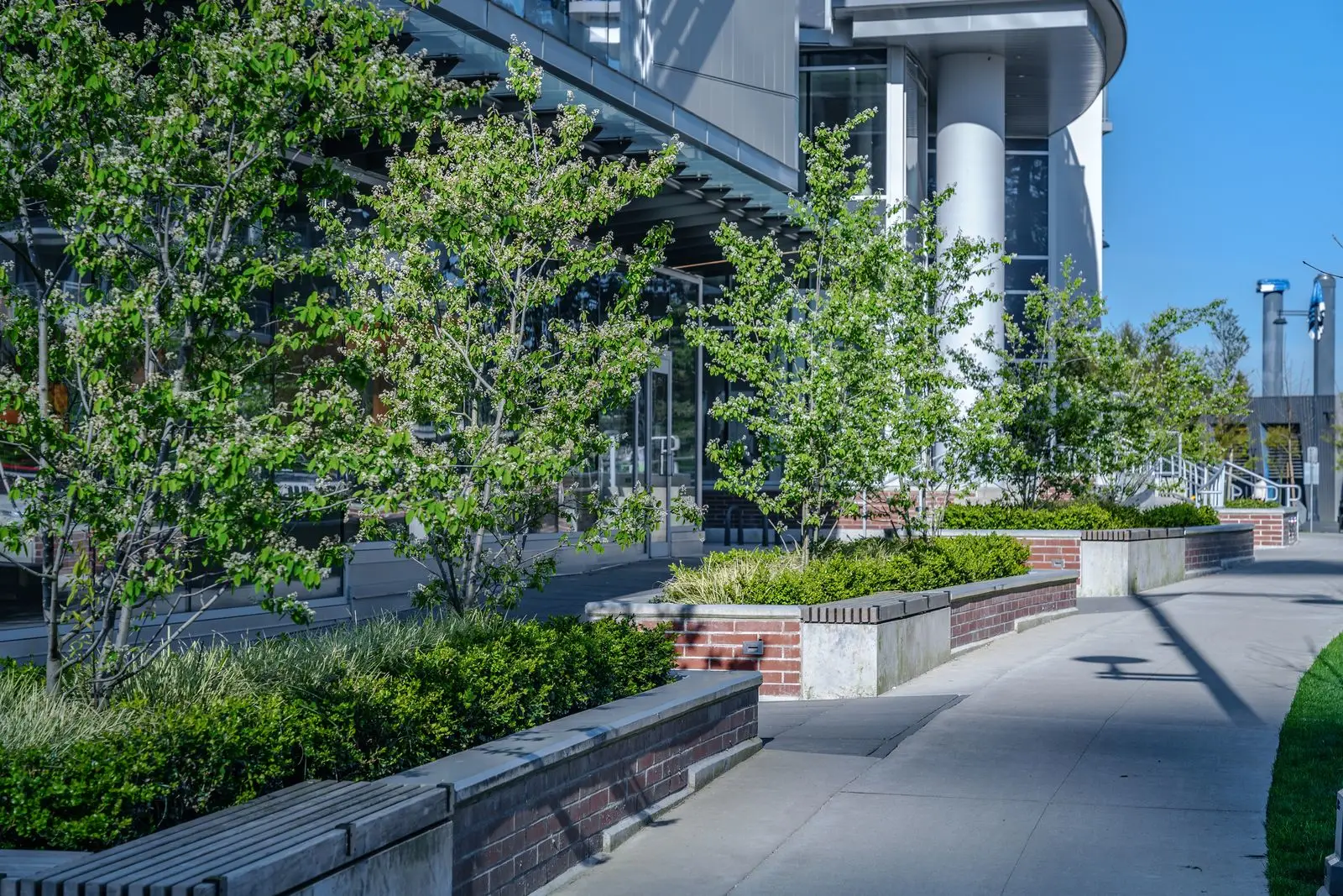 Walkway with planters and young trees along a tower base at Evolve