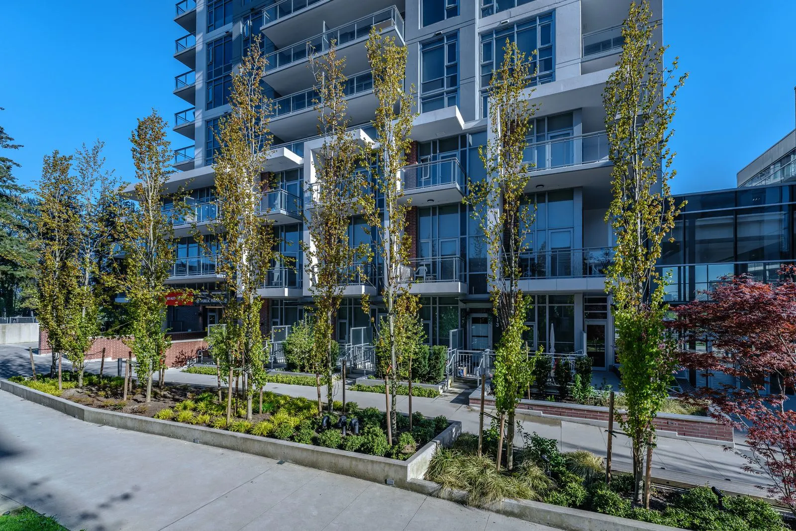 Row of columnar trees along a paved courtyard at Evolve