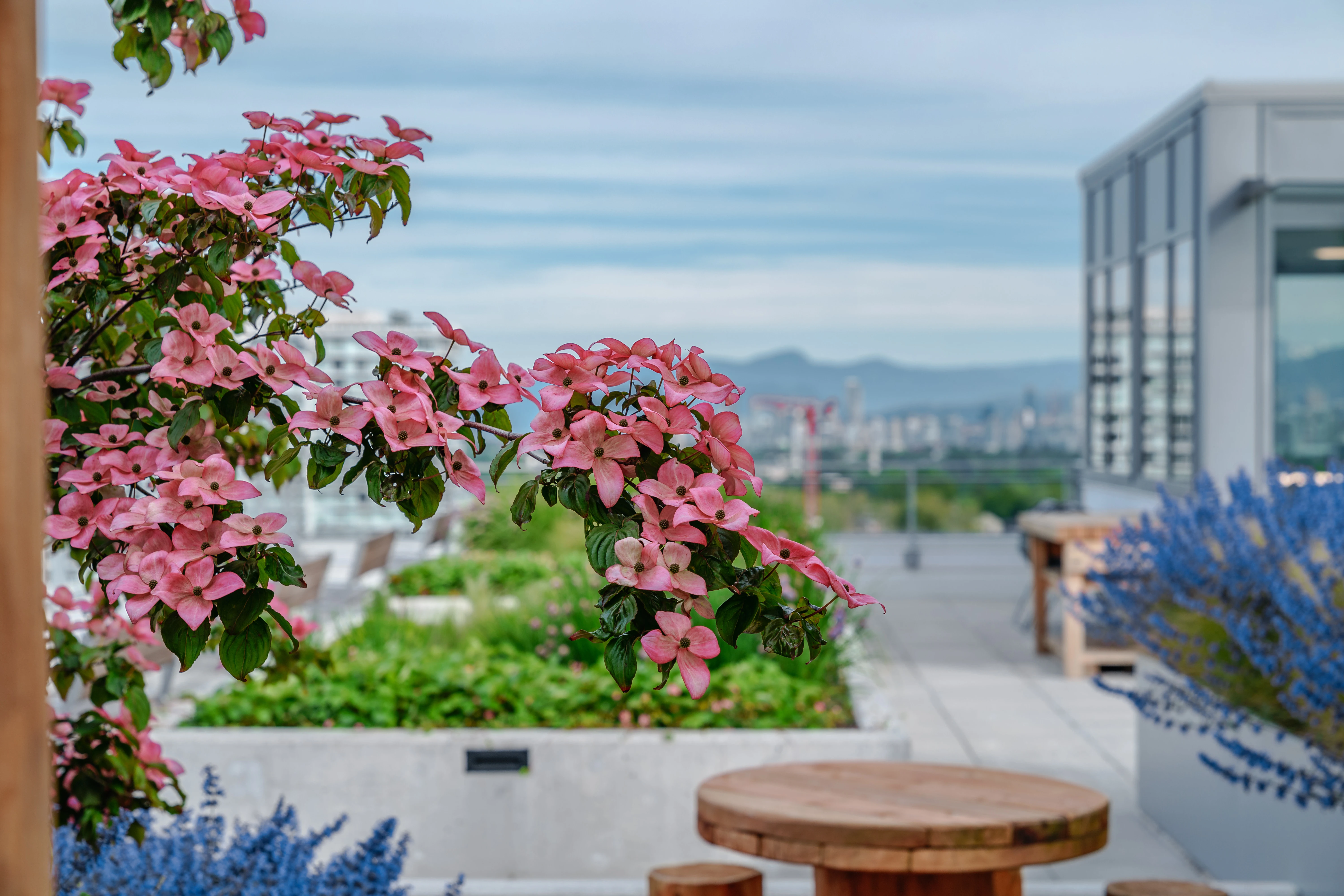 Pink flowering tree and planters beside a rooftop table at The Windsor