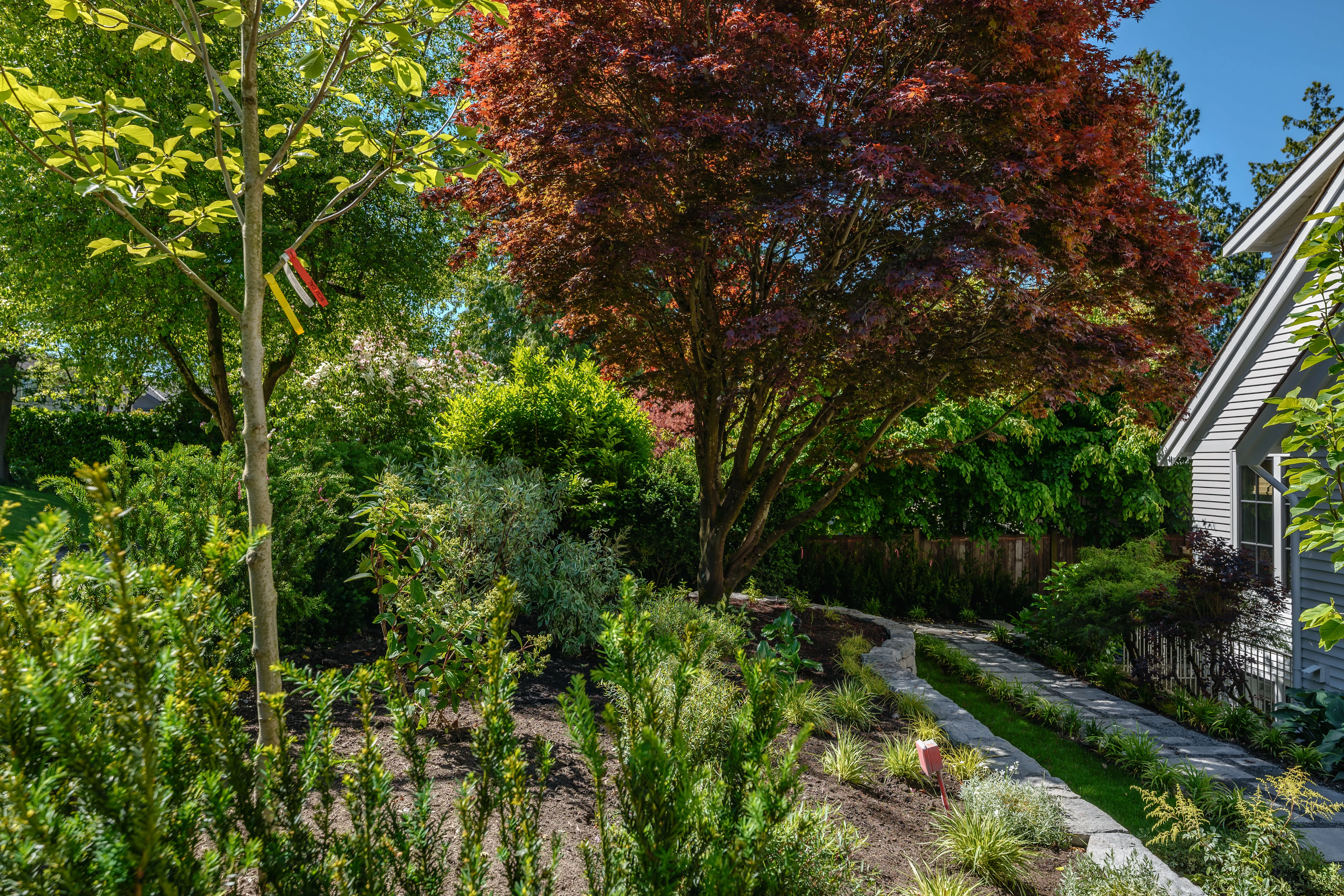 Garden beds with a red-leaf tree and stone wall at MacKenzie