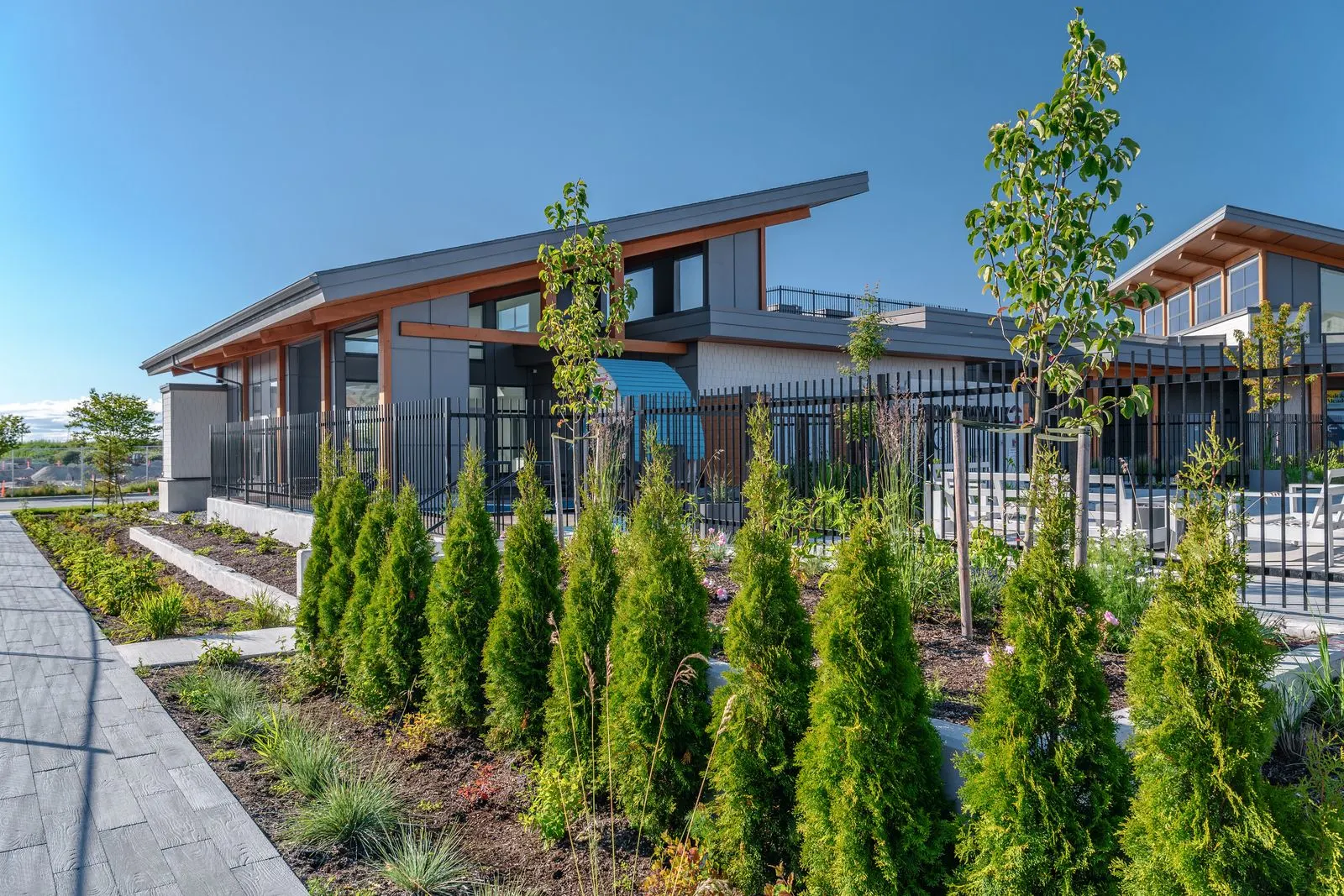Row of columnar evergreens along a fence at Boardwalk