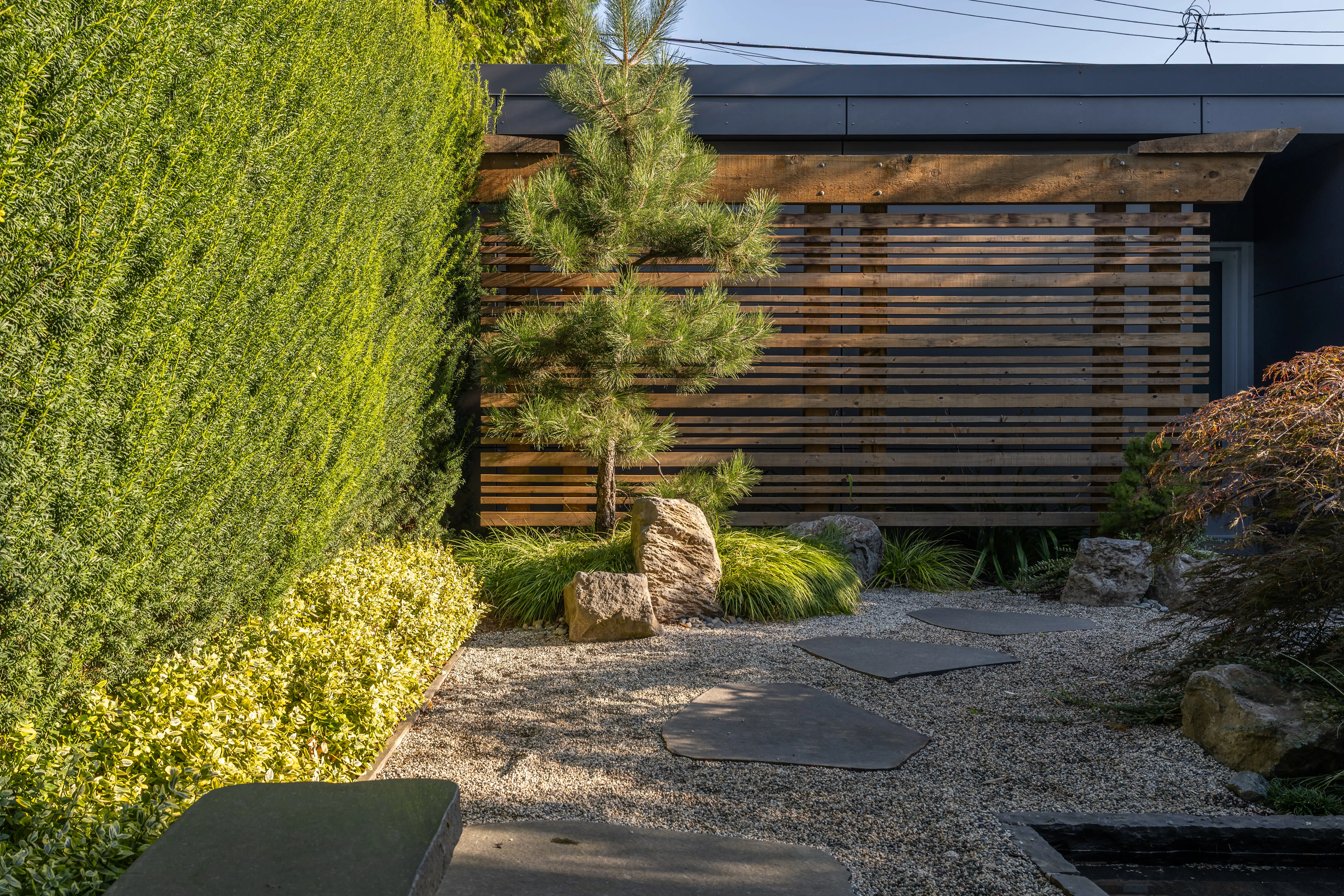 Gravel garden with stepping stones and a pine beside a timber screen at West 9th