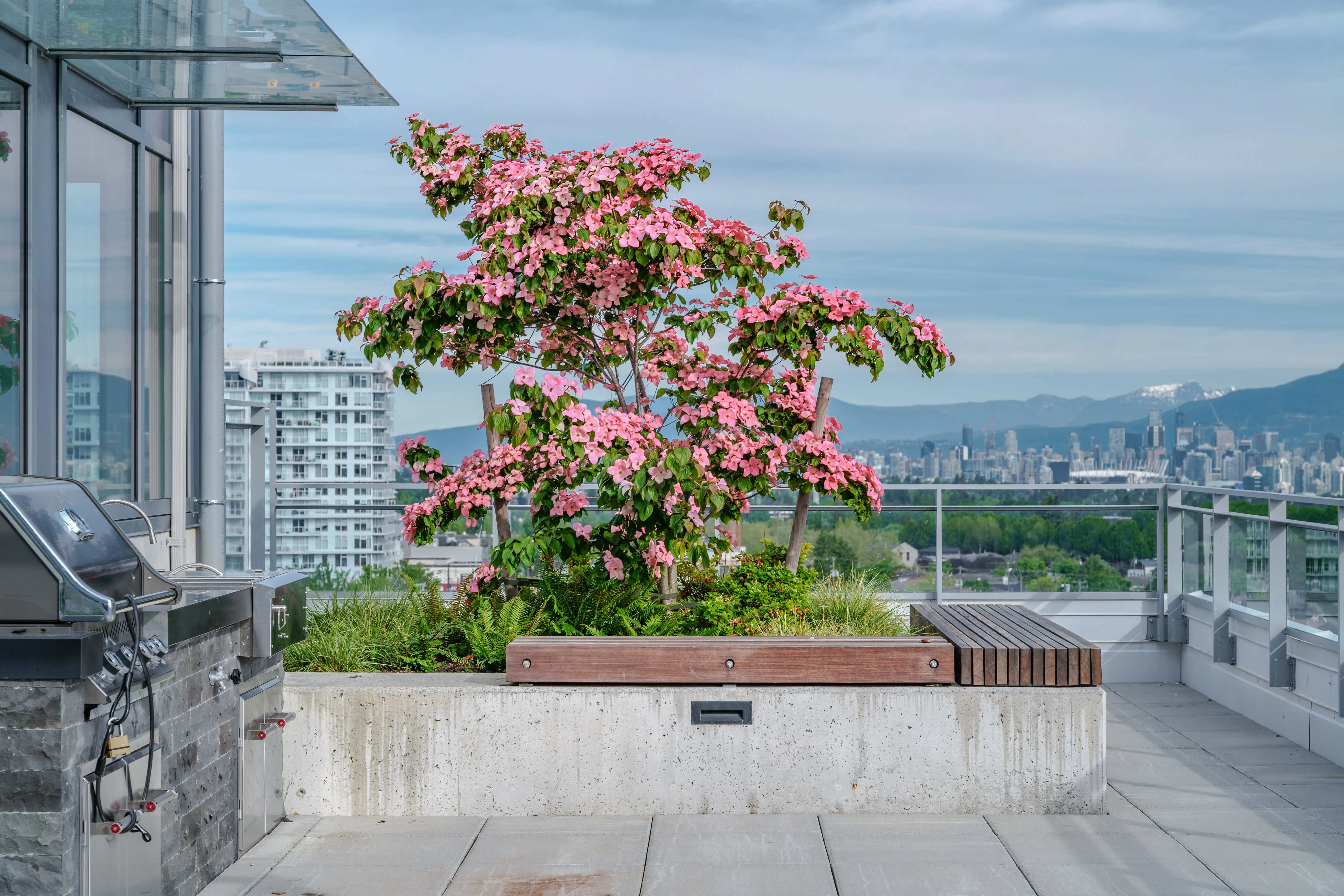 Pink flowering tree in a concrete planter on a rooftop terrace at The Windsor