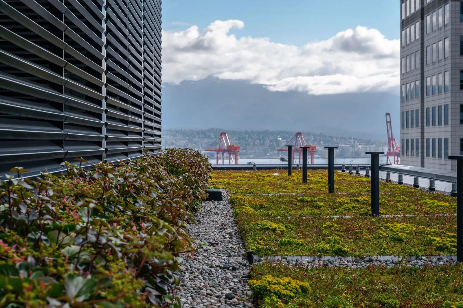 Green roof planting with harbour and mountain views at Amazon Downtown