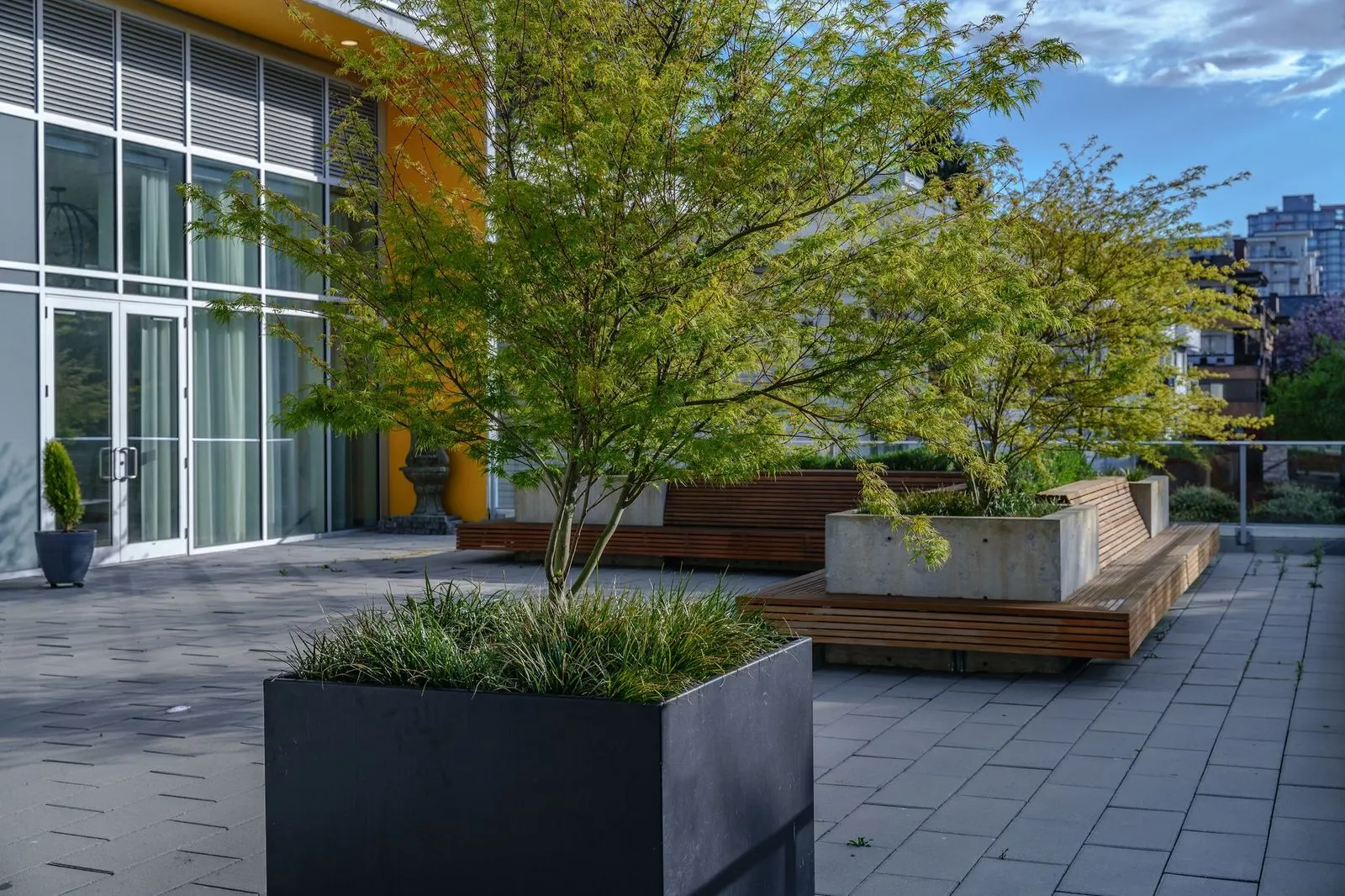 Courtyard with a tree in a planter and timber benches at The Beverley