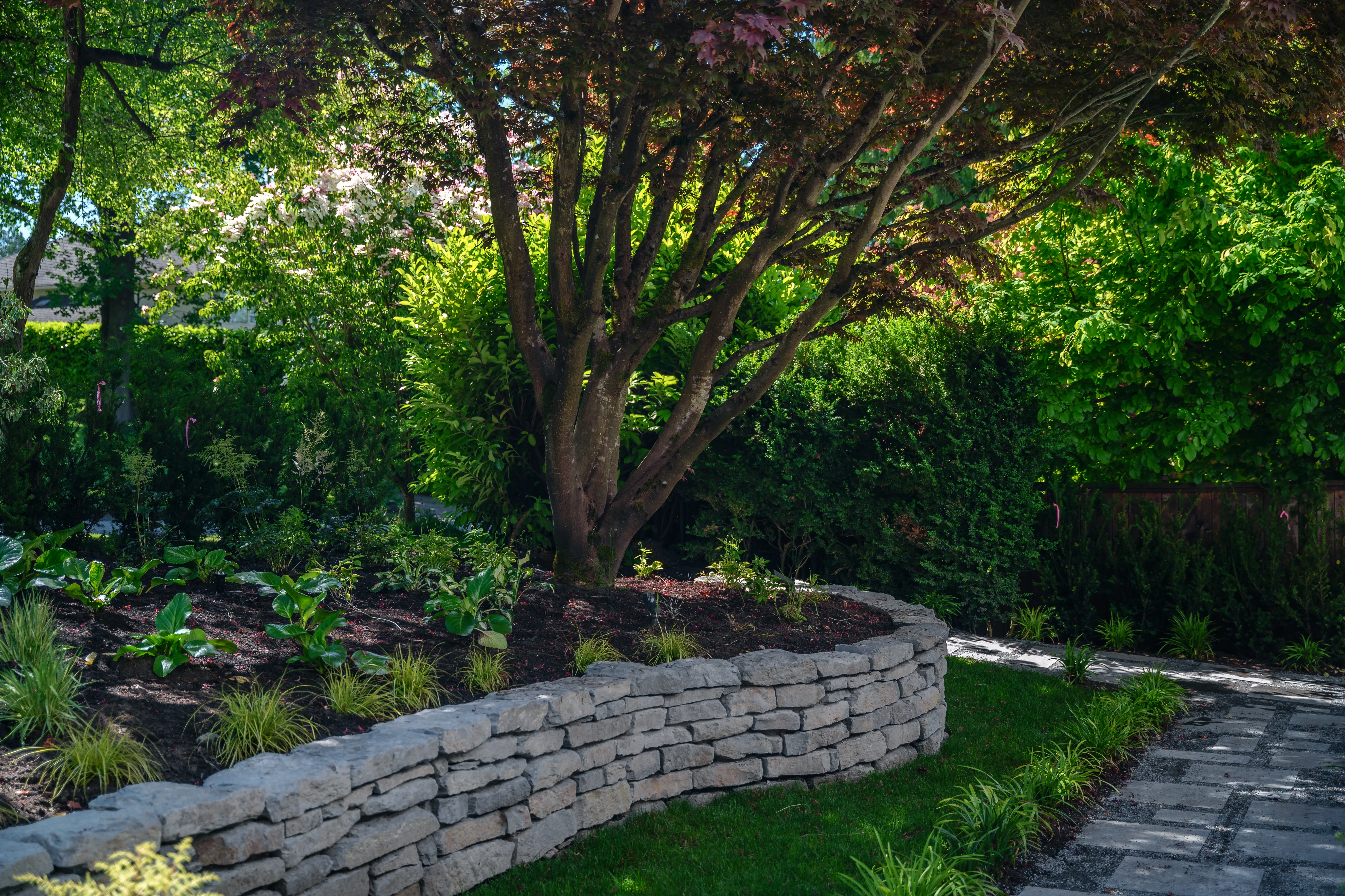 Curved stacked stone wall and planting under a mature tree at MacKenzie