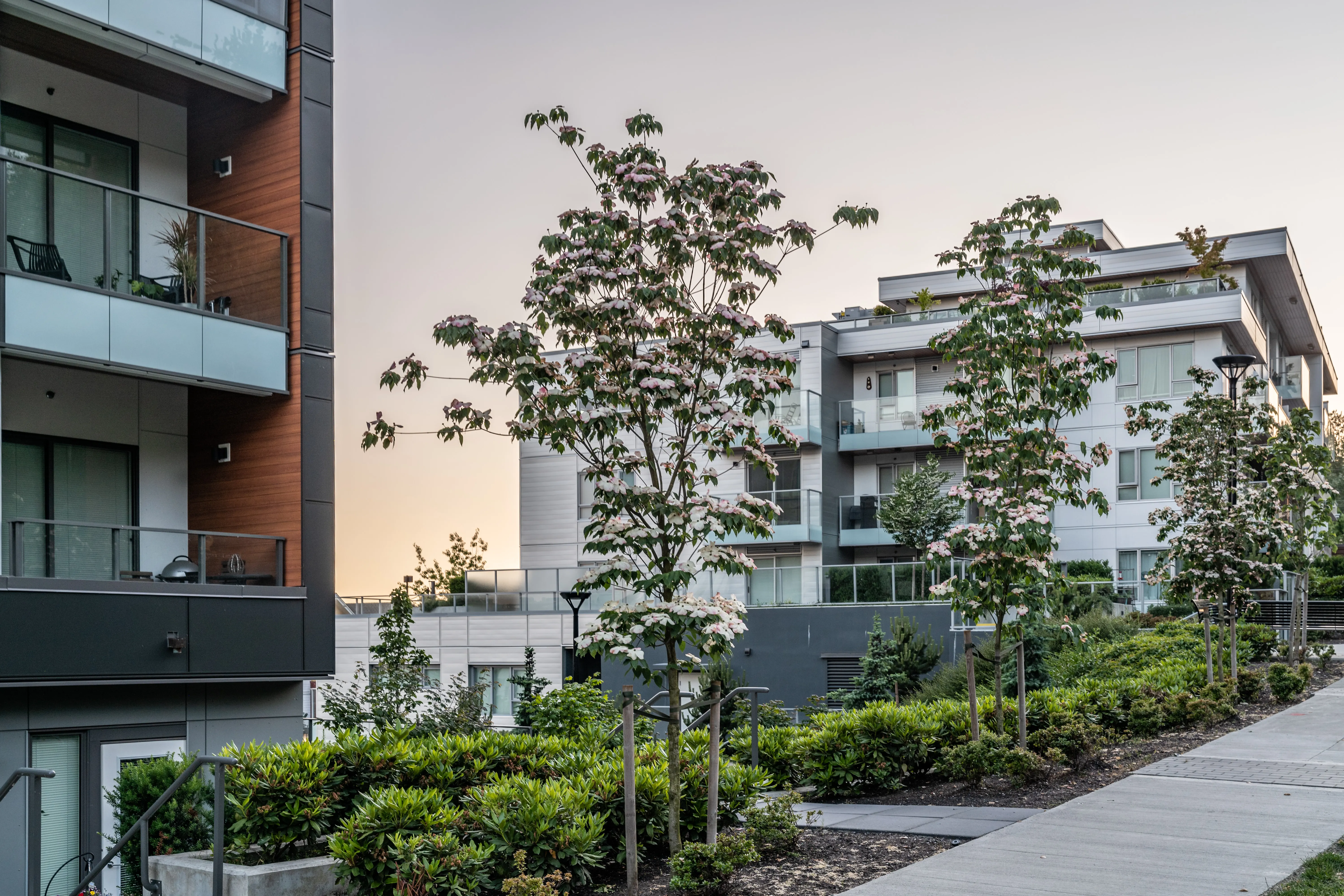 Trees and shrub planting along a walkway at dusk at Kinship