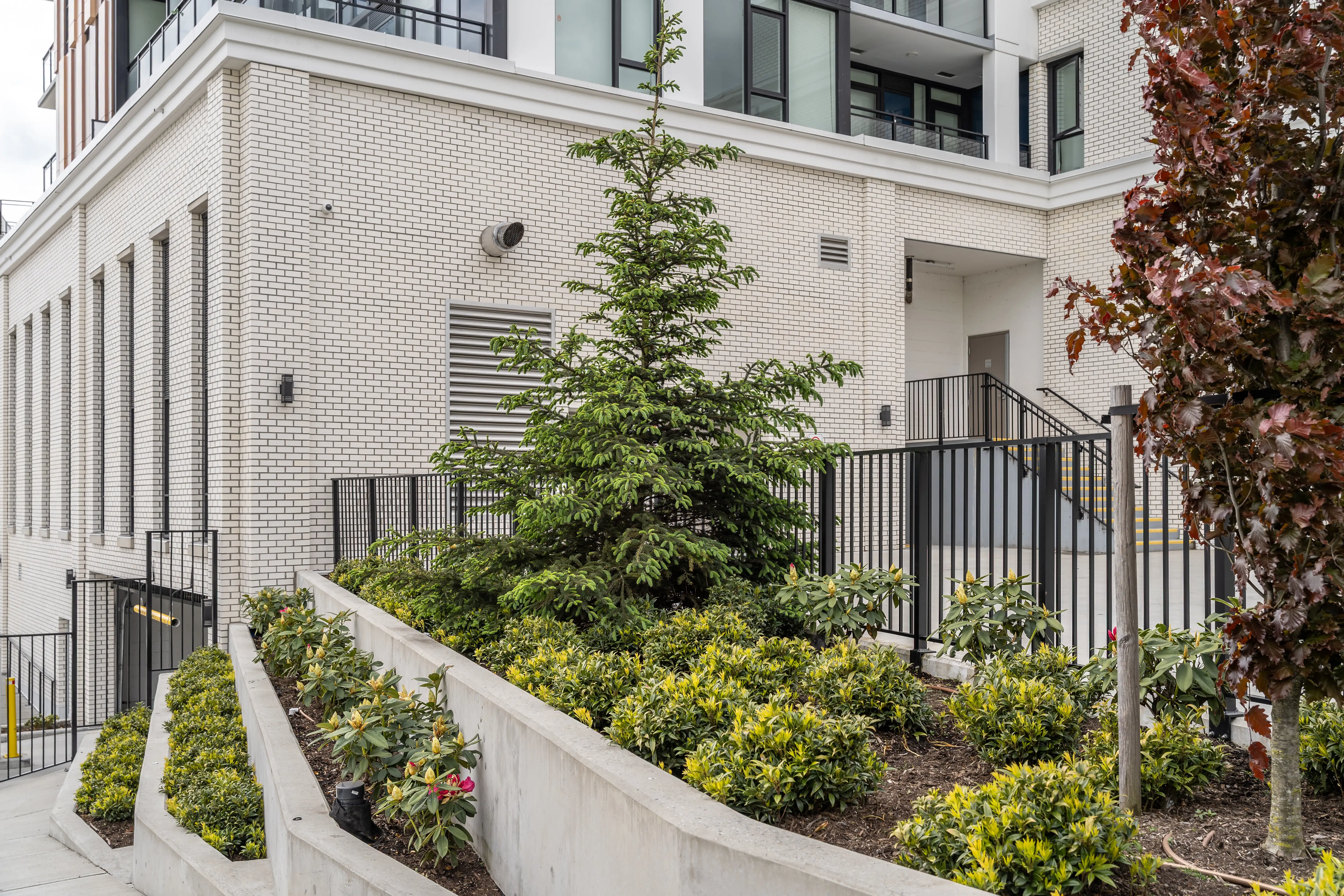 Terraced planting beds with an evergreen beside a building entry at Loma