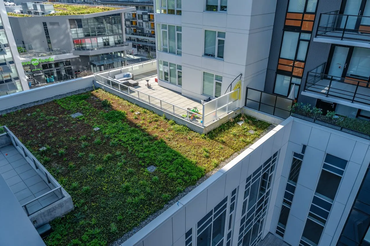 Green roof planting on a lower roof between buildings at Quartet