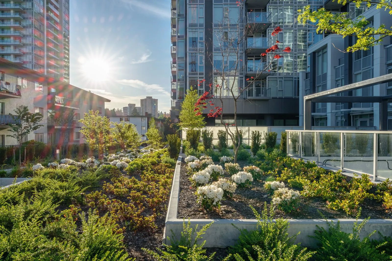 Raised planters with white flowering plants at Sun Tower II
