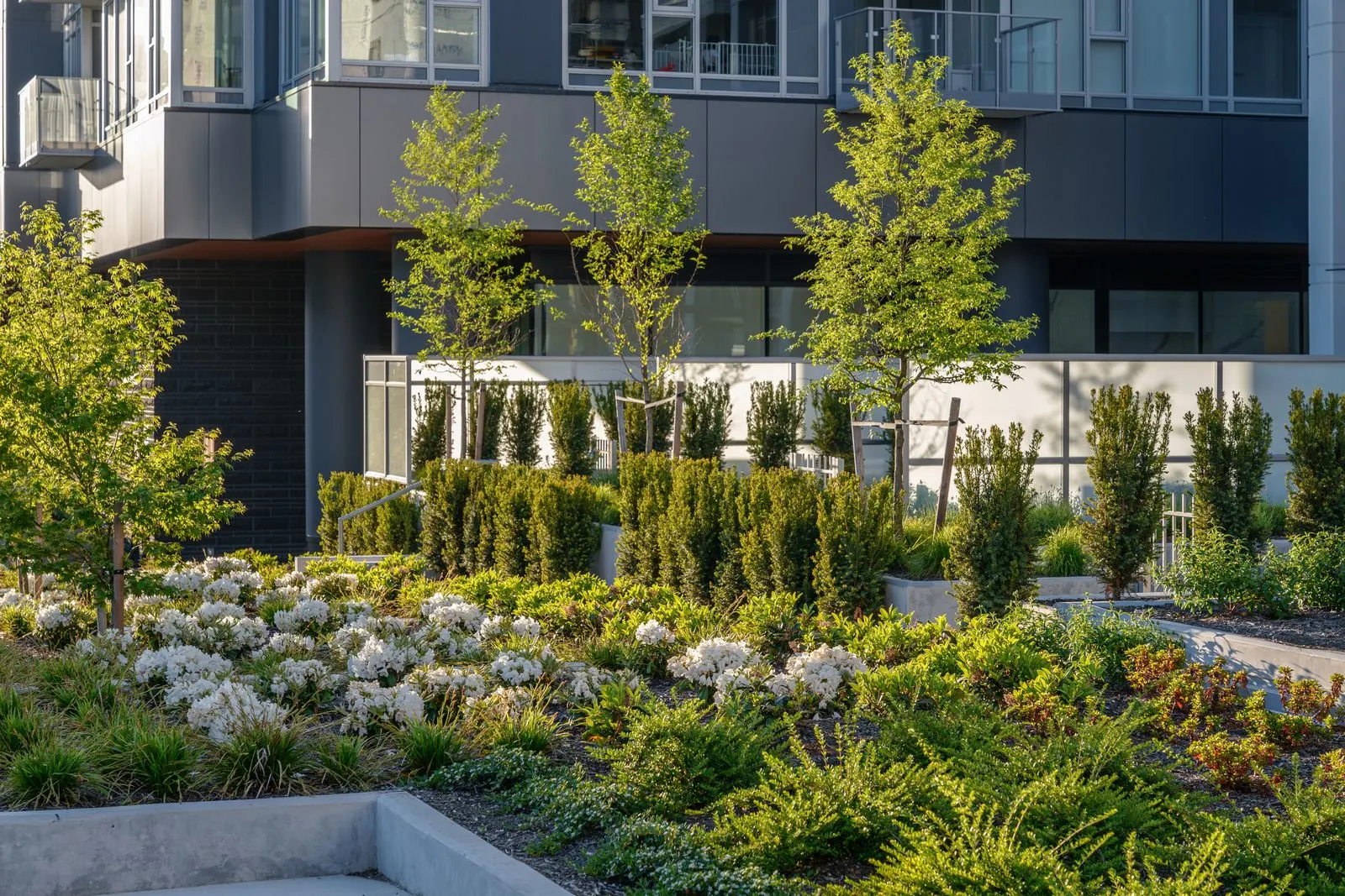 Shrub planting with white flowers and young trees at Sun Tower II