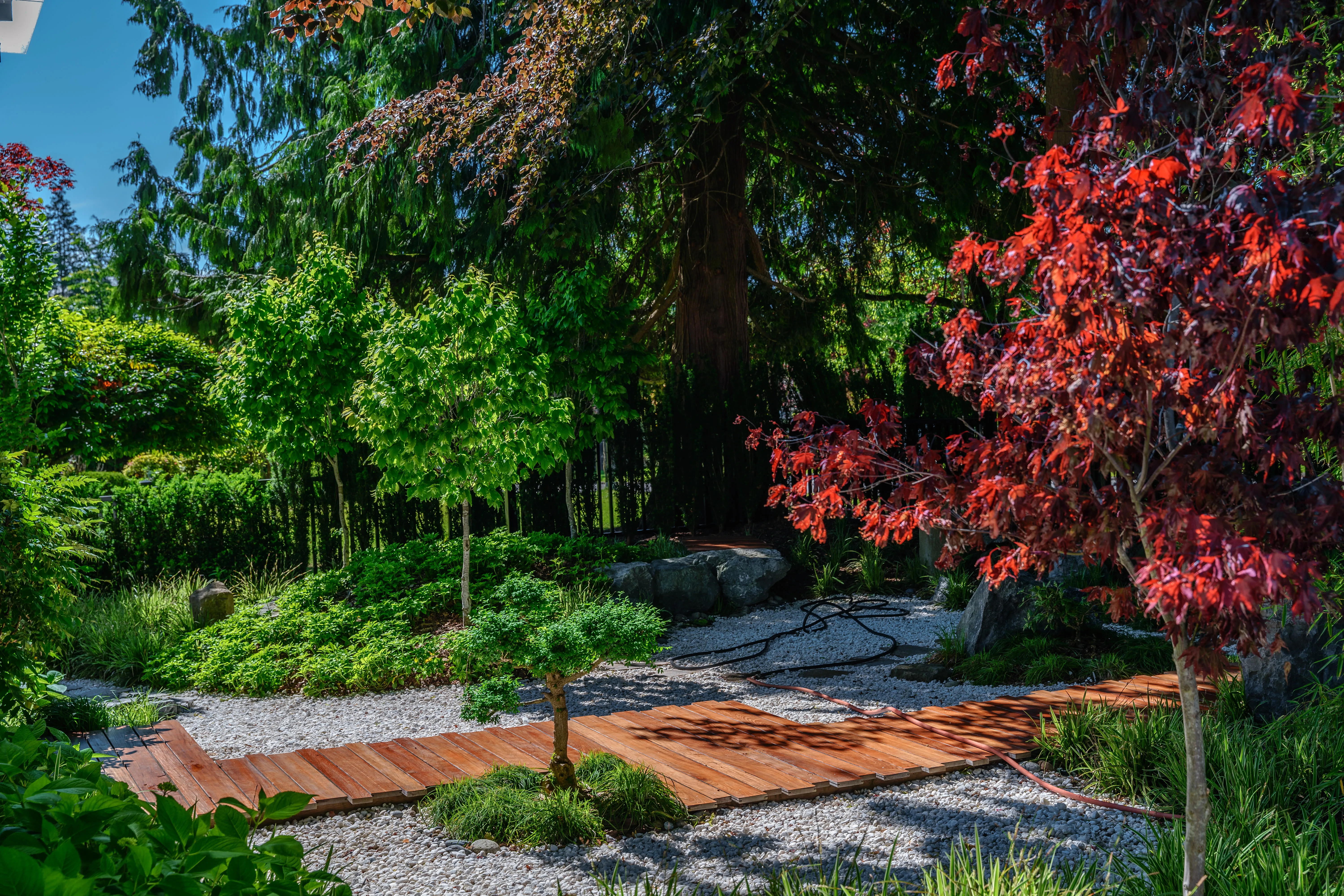 Garden with red-leaf tree, gravel and timber path at Hudson Street