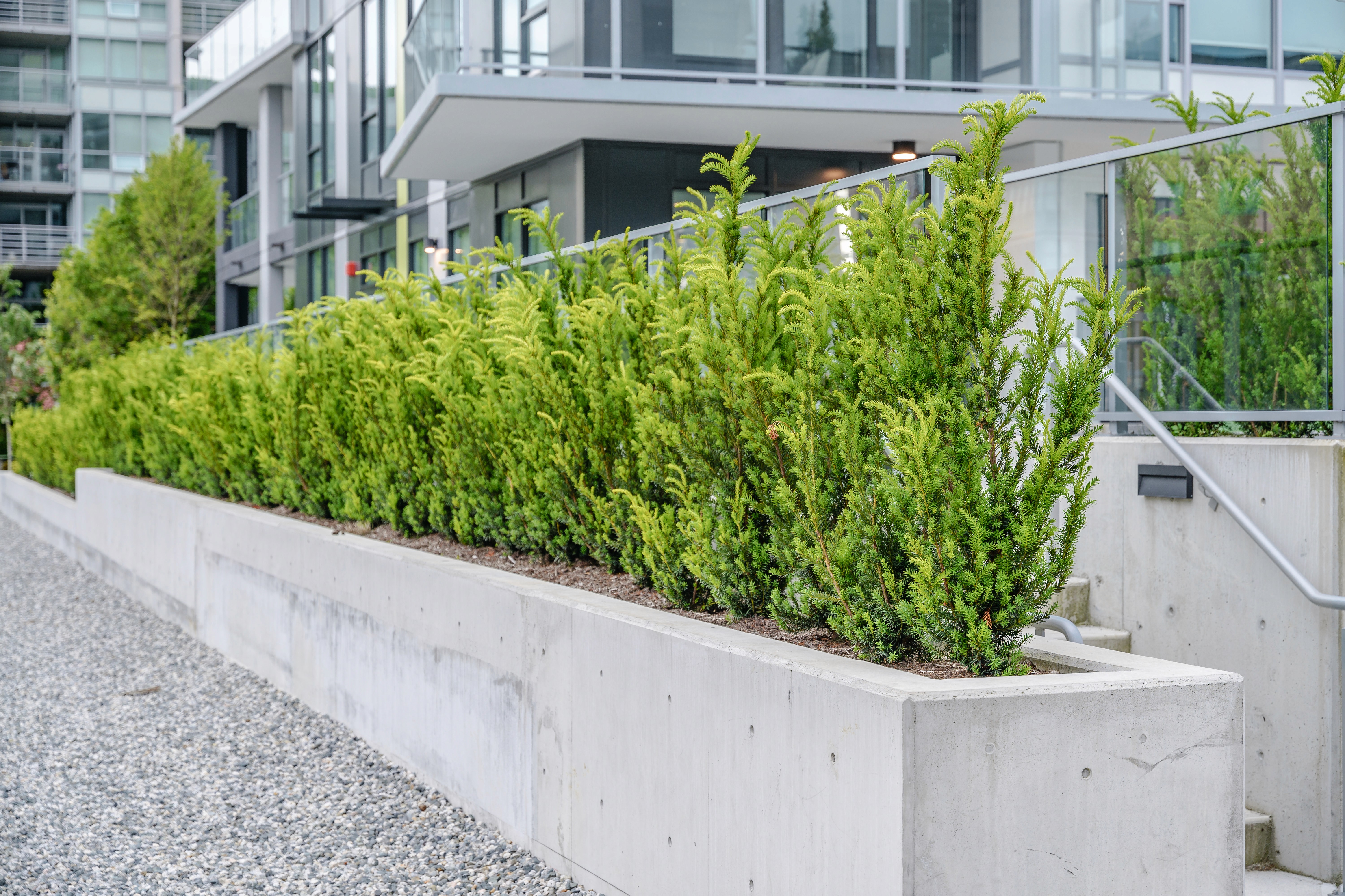 Hedge planting in a raised concrete planter at Origin