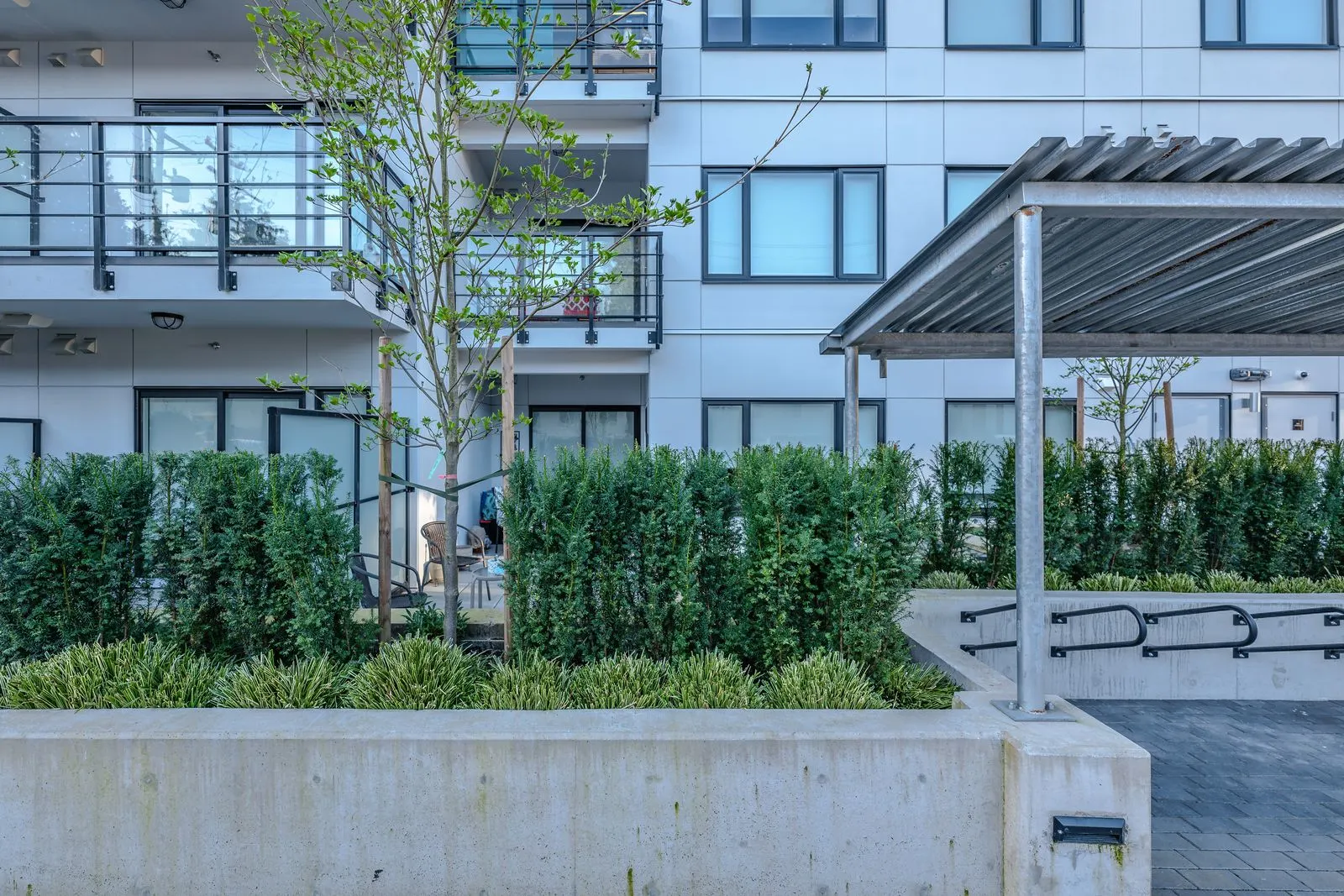 Hedges in a concrete planter below a pergola at The Saint George
