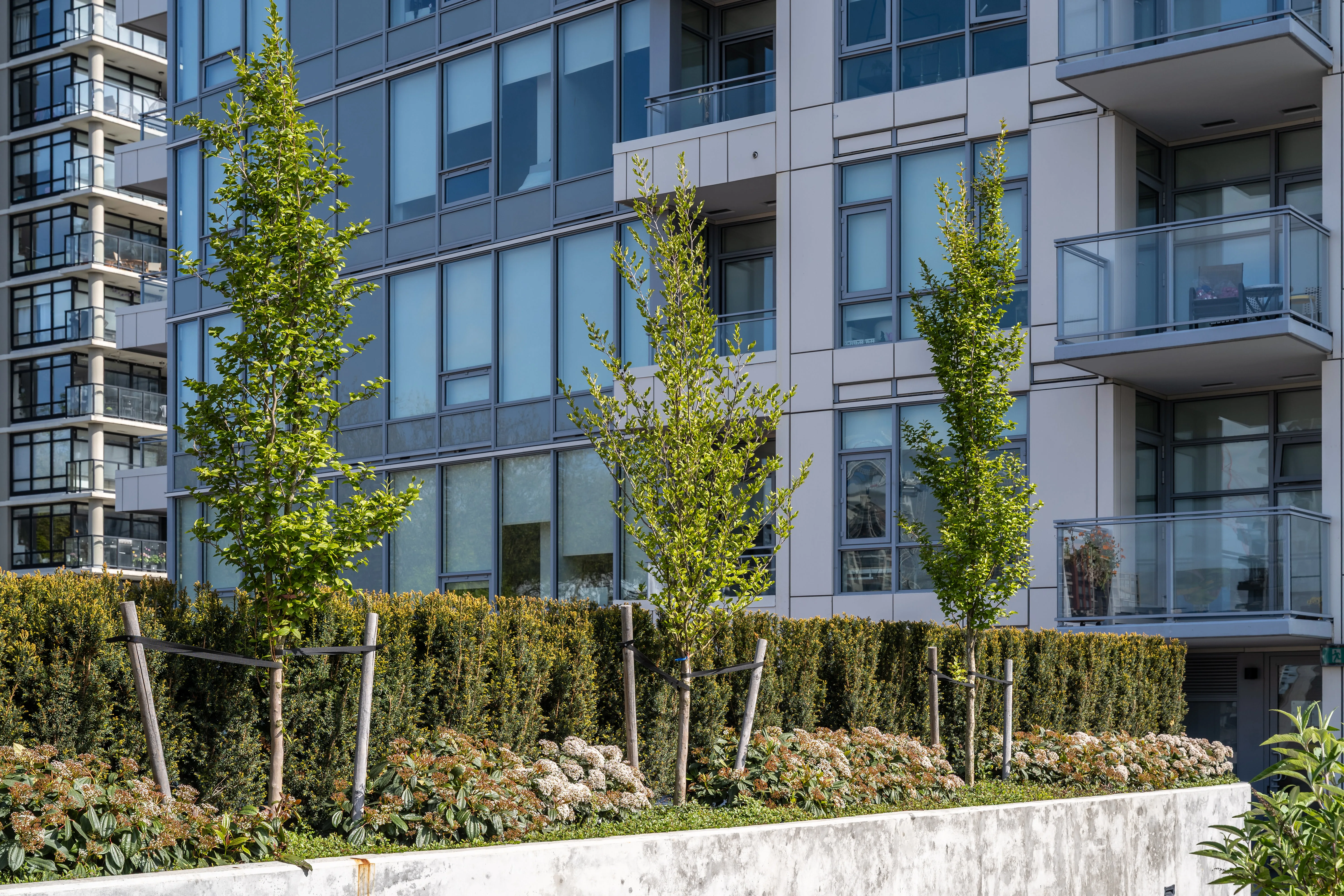 Hedges, young trees and planting along a residential building at 618 Carnarvon
