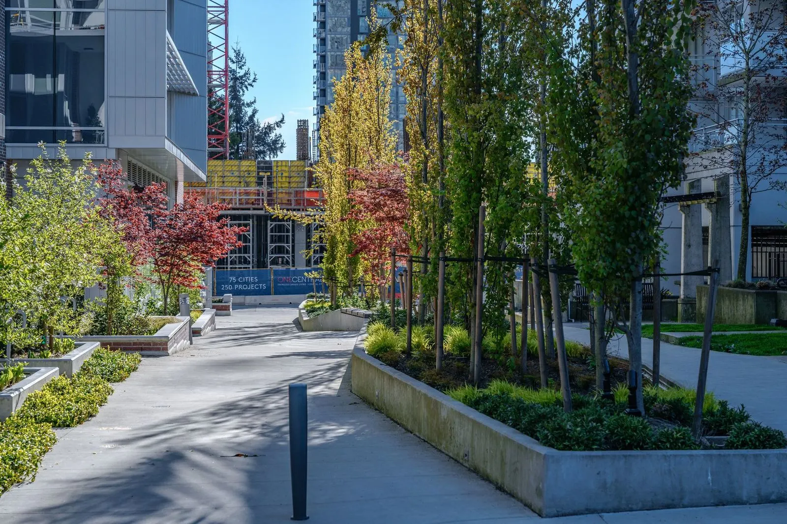 Courtyard walkway lined with trees and raised planters at Evolve
