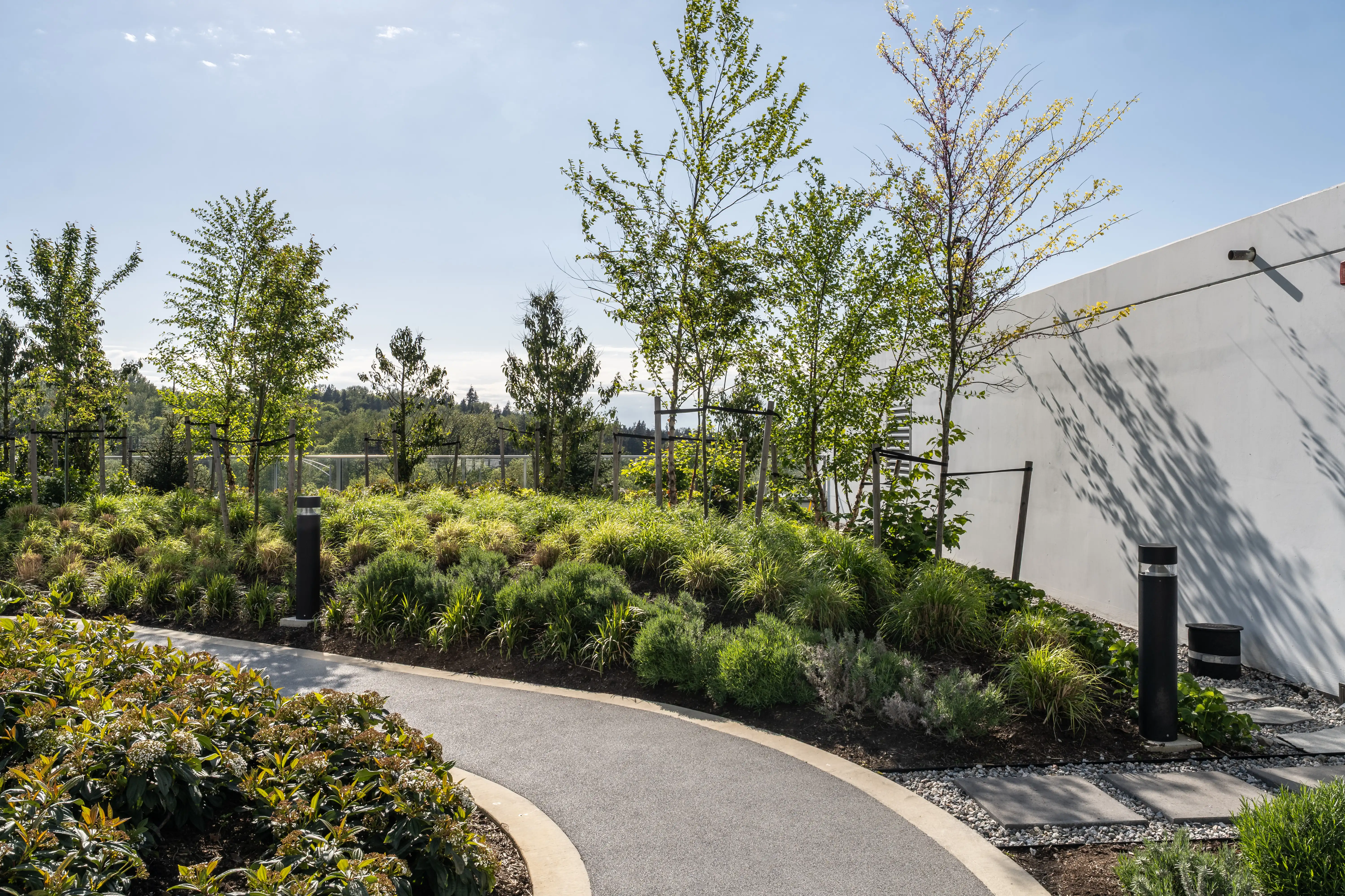 Curved pathway through shrub and tree planting on a rooftop at Soco