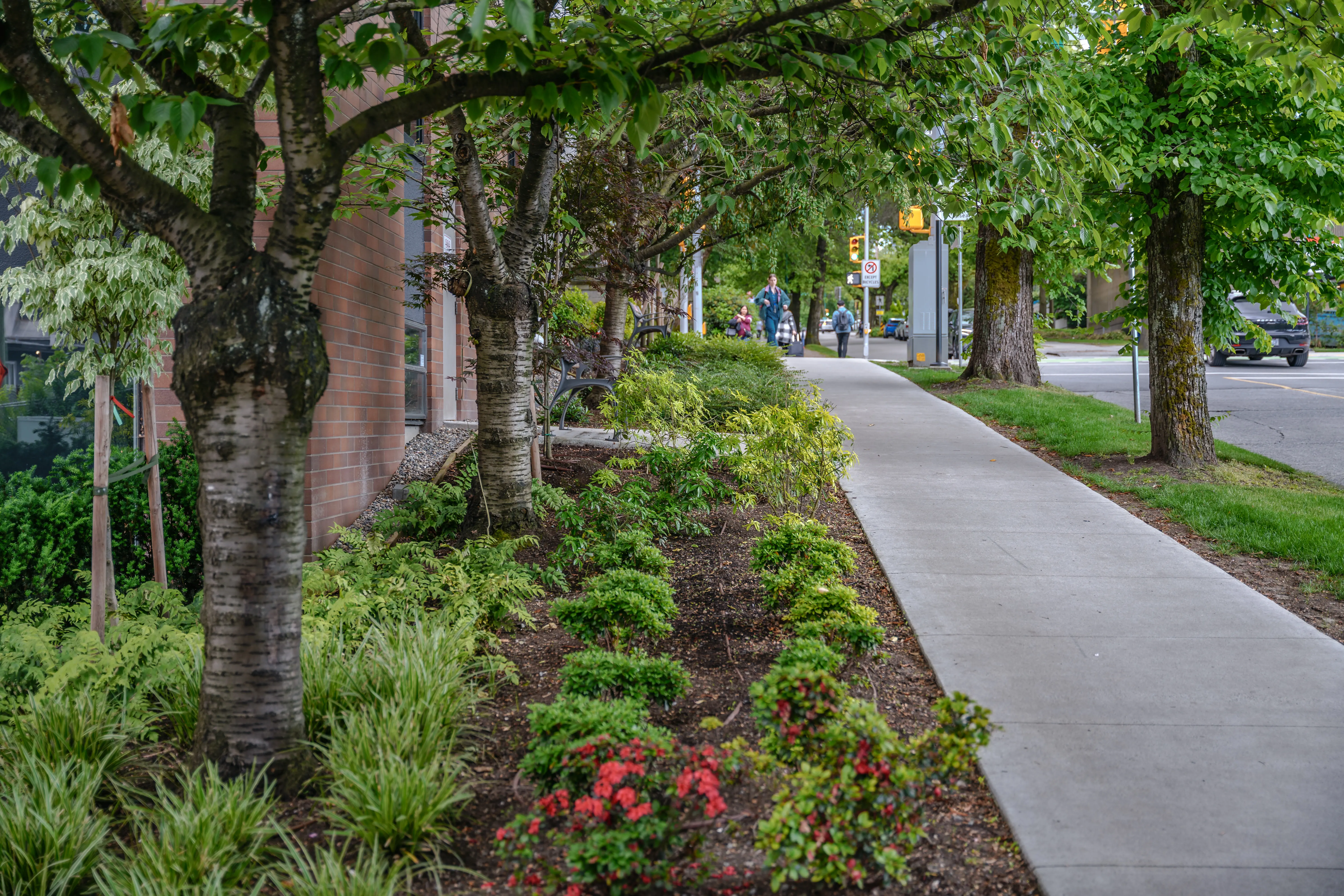 Planting beds under street trees along a sidewalk at Canadian Cancer Society