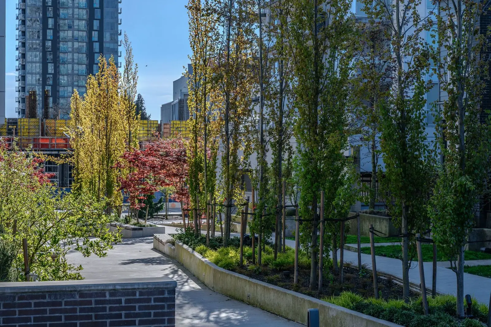 Courtyard path lined with columnar trees and planters at Evolve