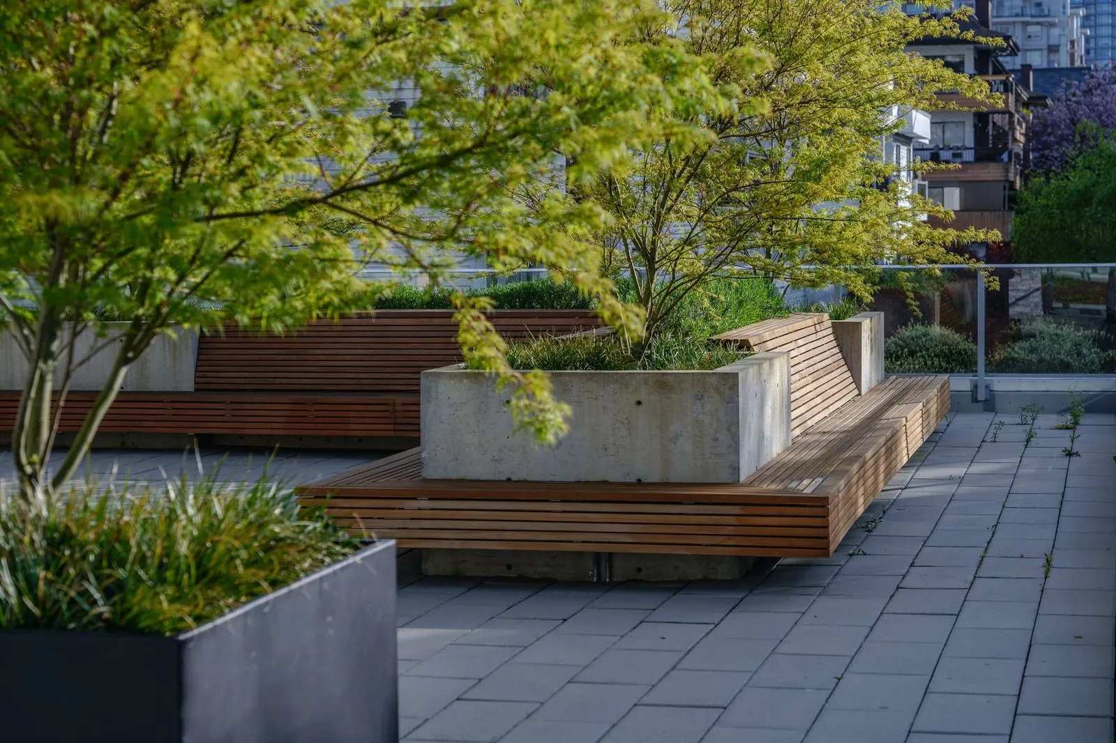 Tree in a concrete planter with timber bench seating at The Beverley