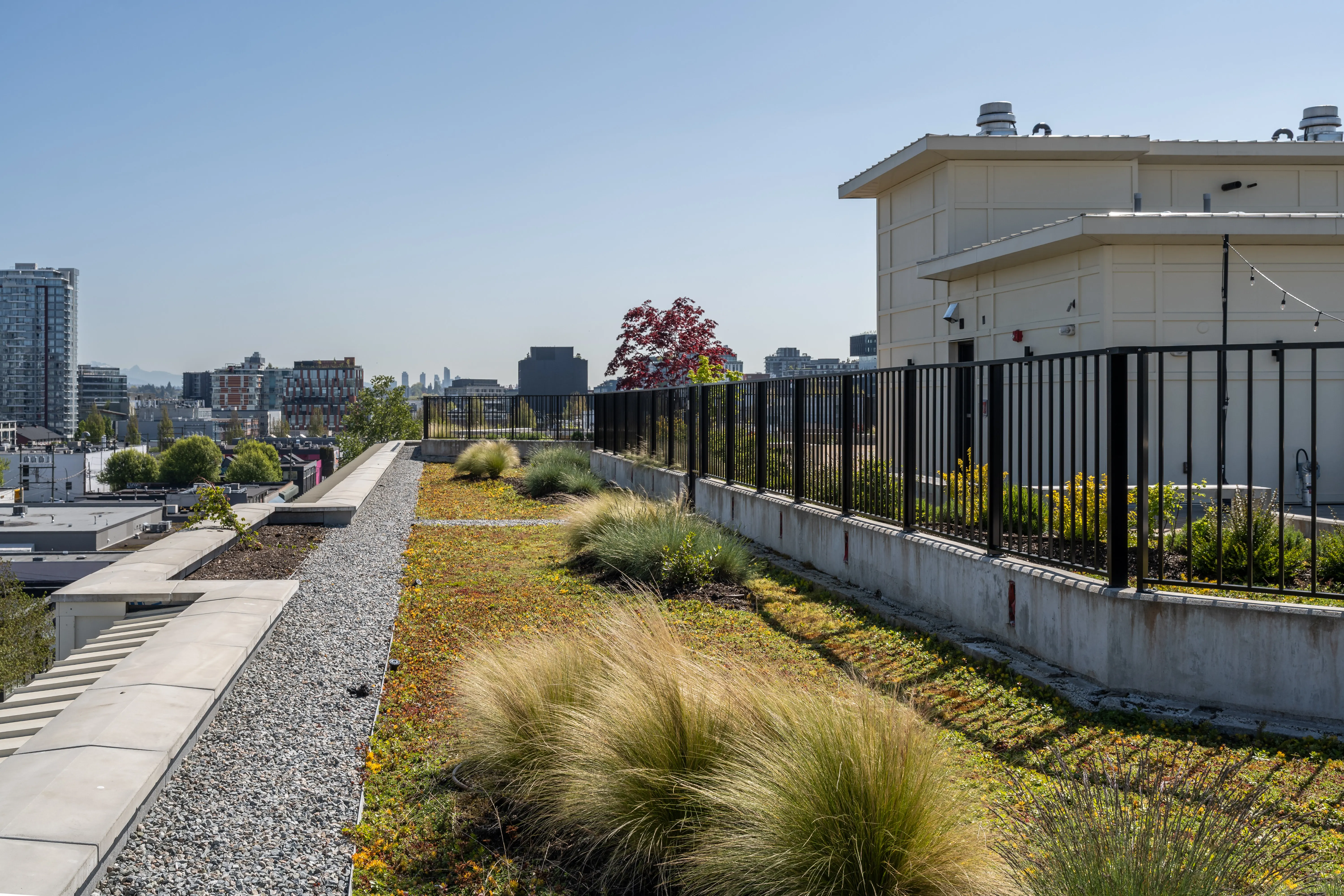 Green roof planting with grasses beside a gravel strip at Ofisworks