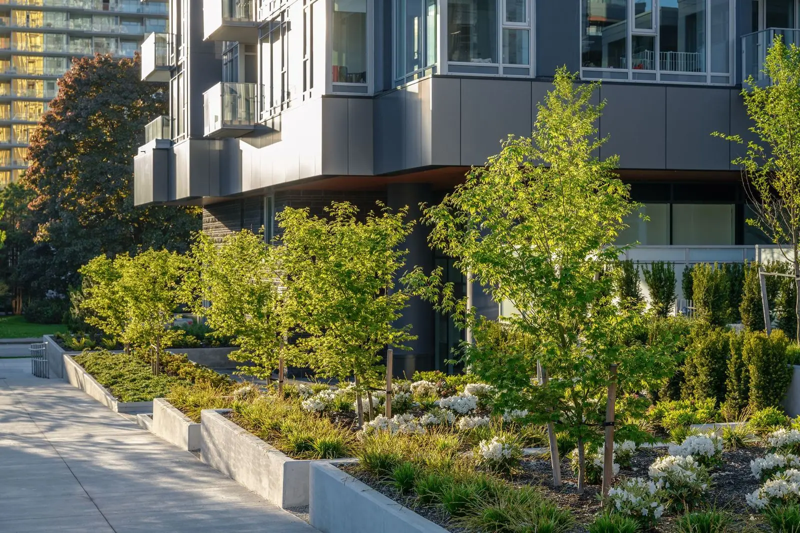 Young trees and shrubs in raised planters along a walkway at Sun Tower II