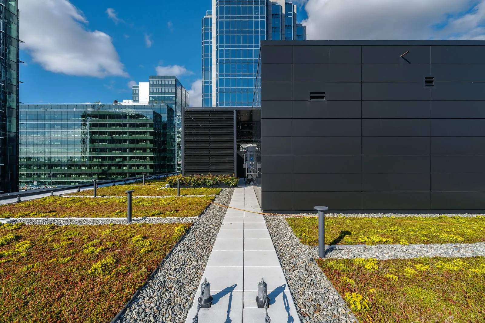 Green roof planting on both sides of a rooftop walkway at Amazon Downtown