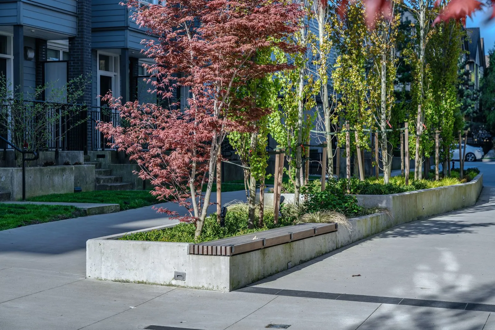 Raised concrete planter with a red-leaf tree and trees at Evolve