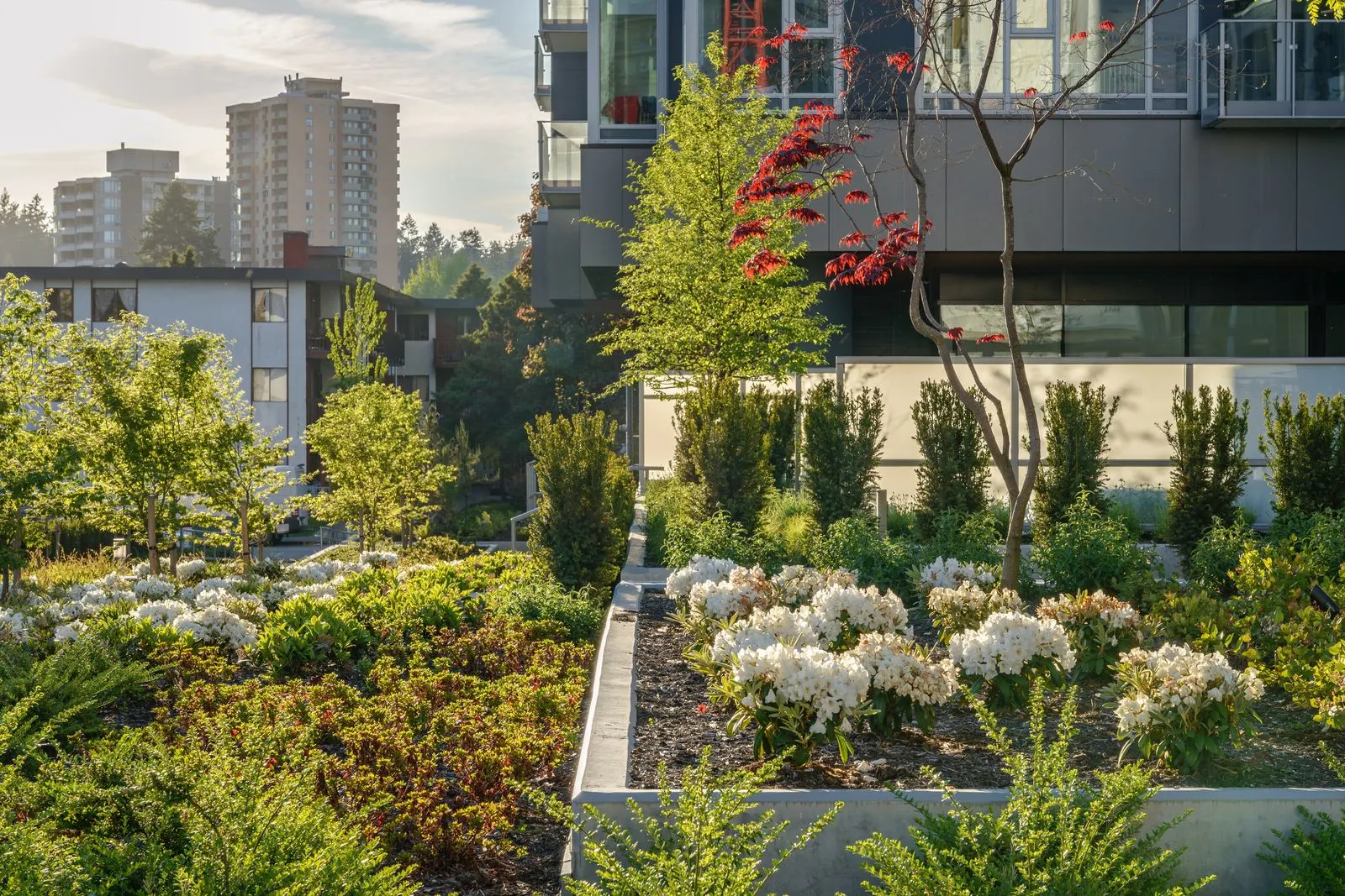 Planters with white flowering plants and a red-leaf tree at Sun Tower II