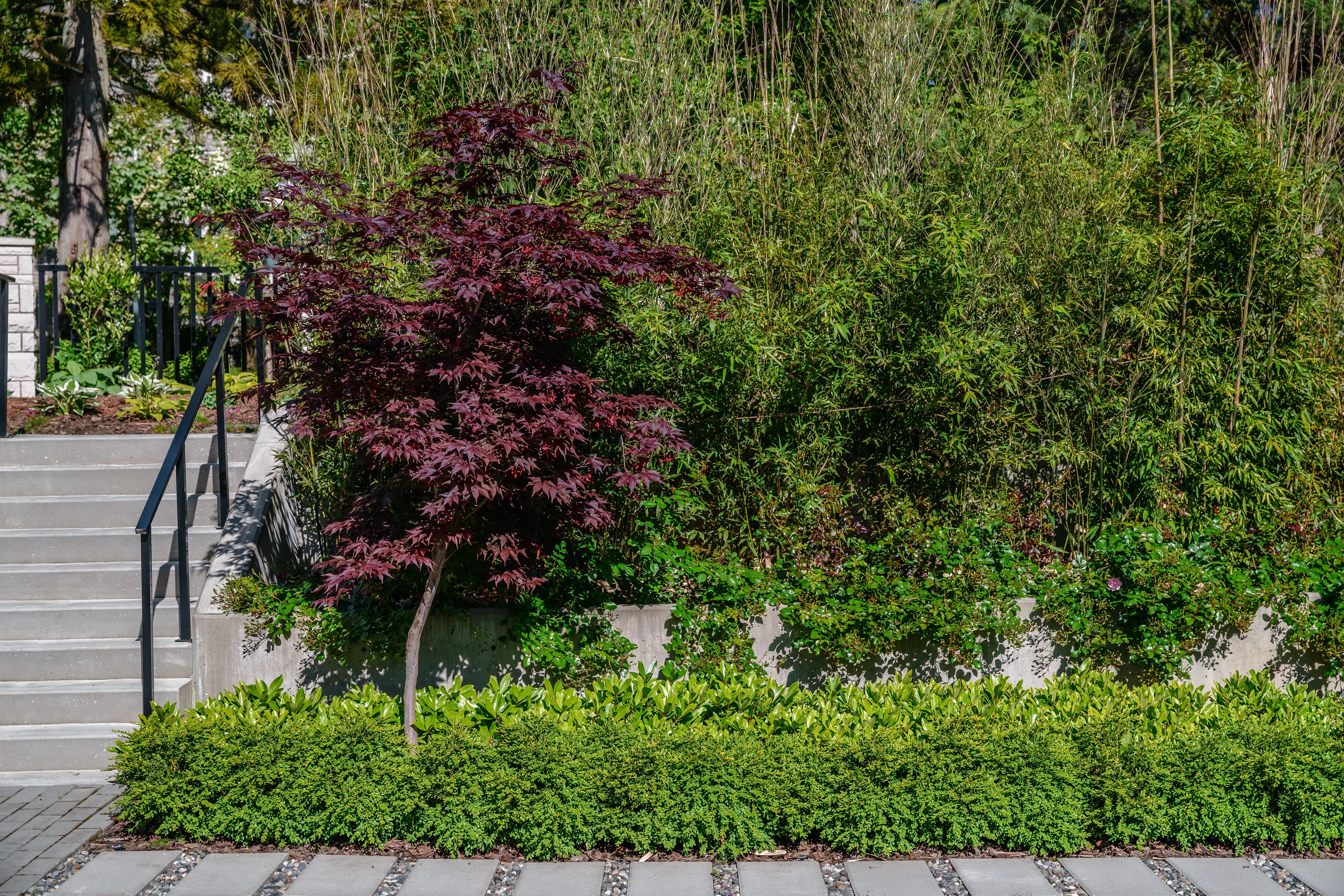 Red-leaf tree and layered planting beside entry stairs at Hudson Street