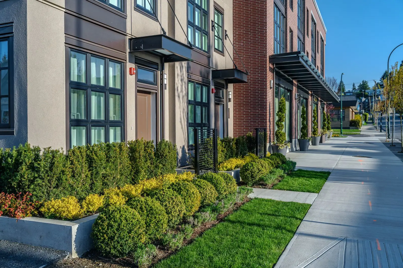 Hedges, yellow shrubs and lawn along a sidewalk at Westbury Townhomes