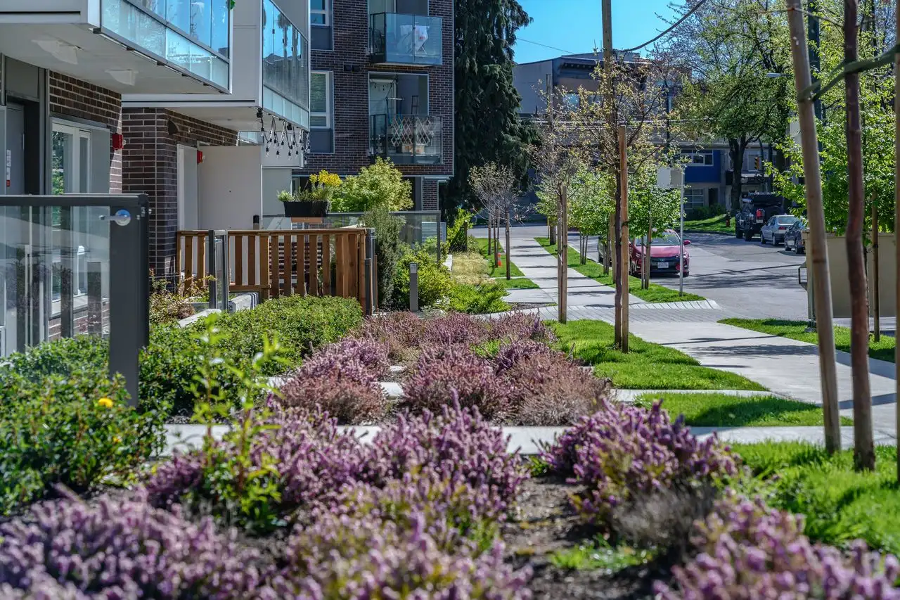 Flowering heather planting along a residential walkway at Conrad