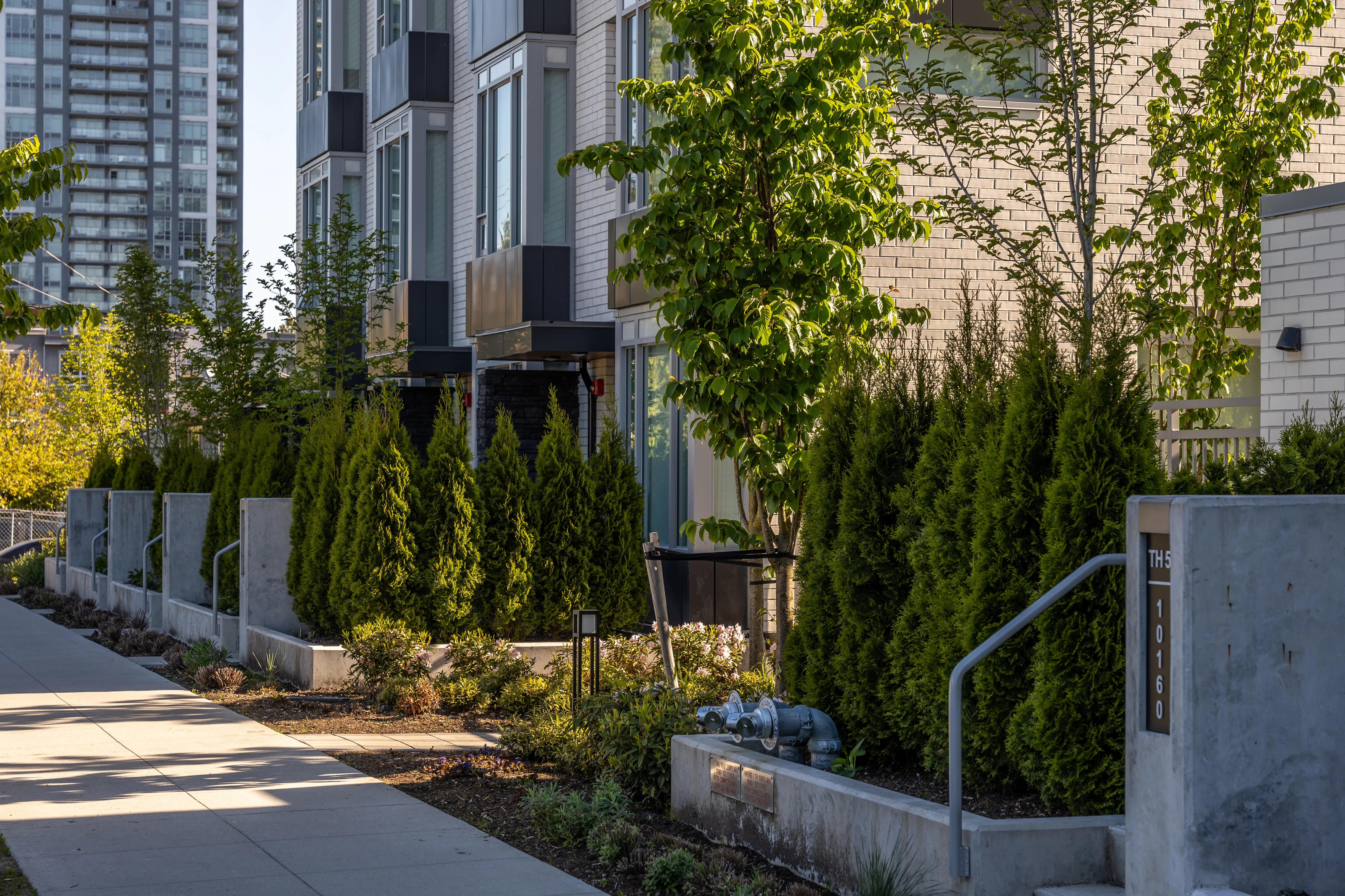 Walkway with columnar evergreens and planters at The Holland I