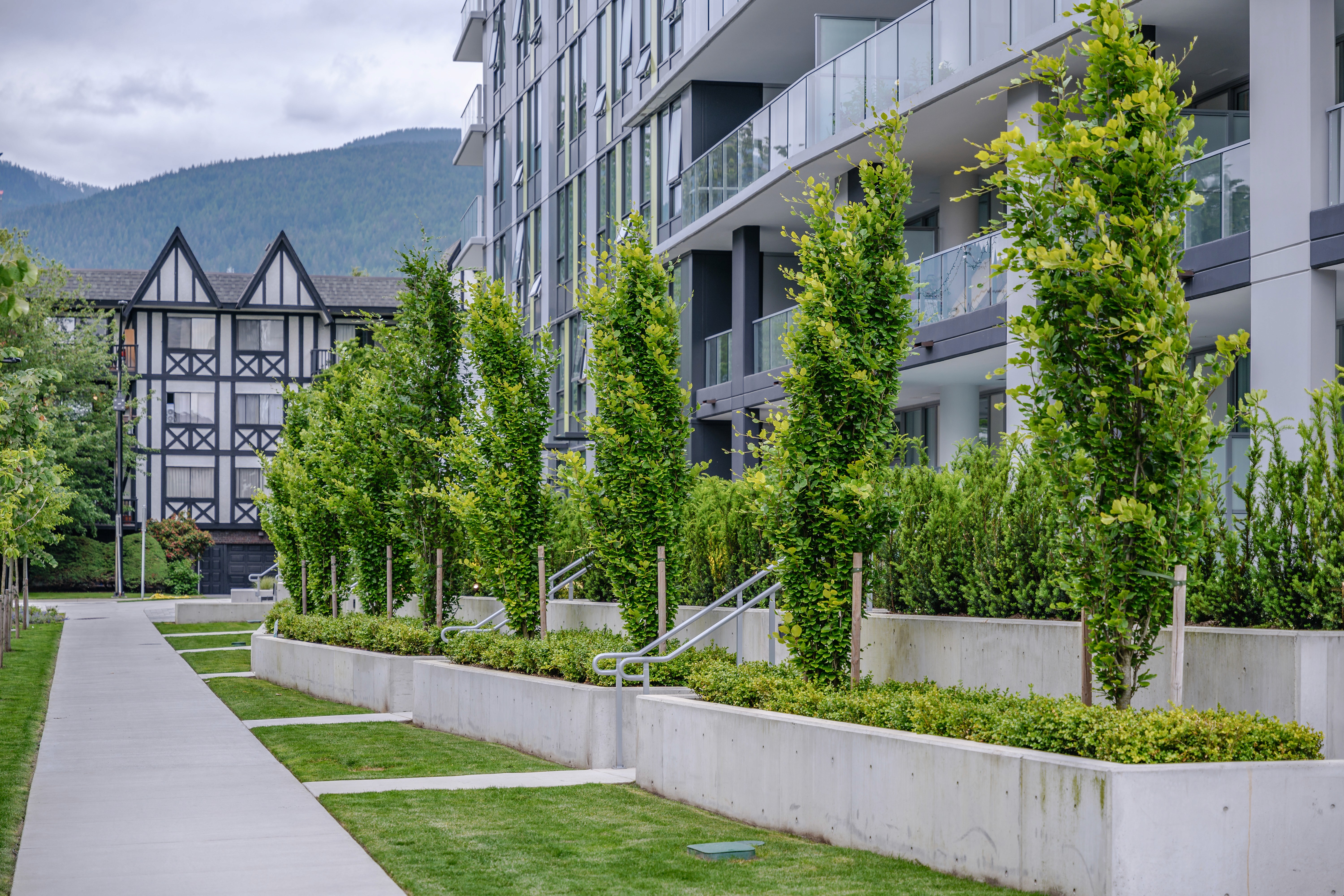 Columnar trees in concrete planters along a walkway at Origin