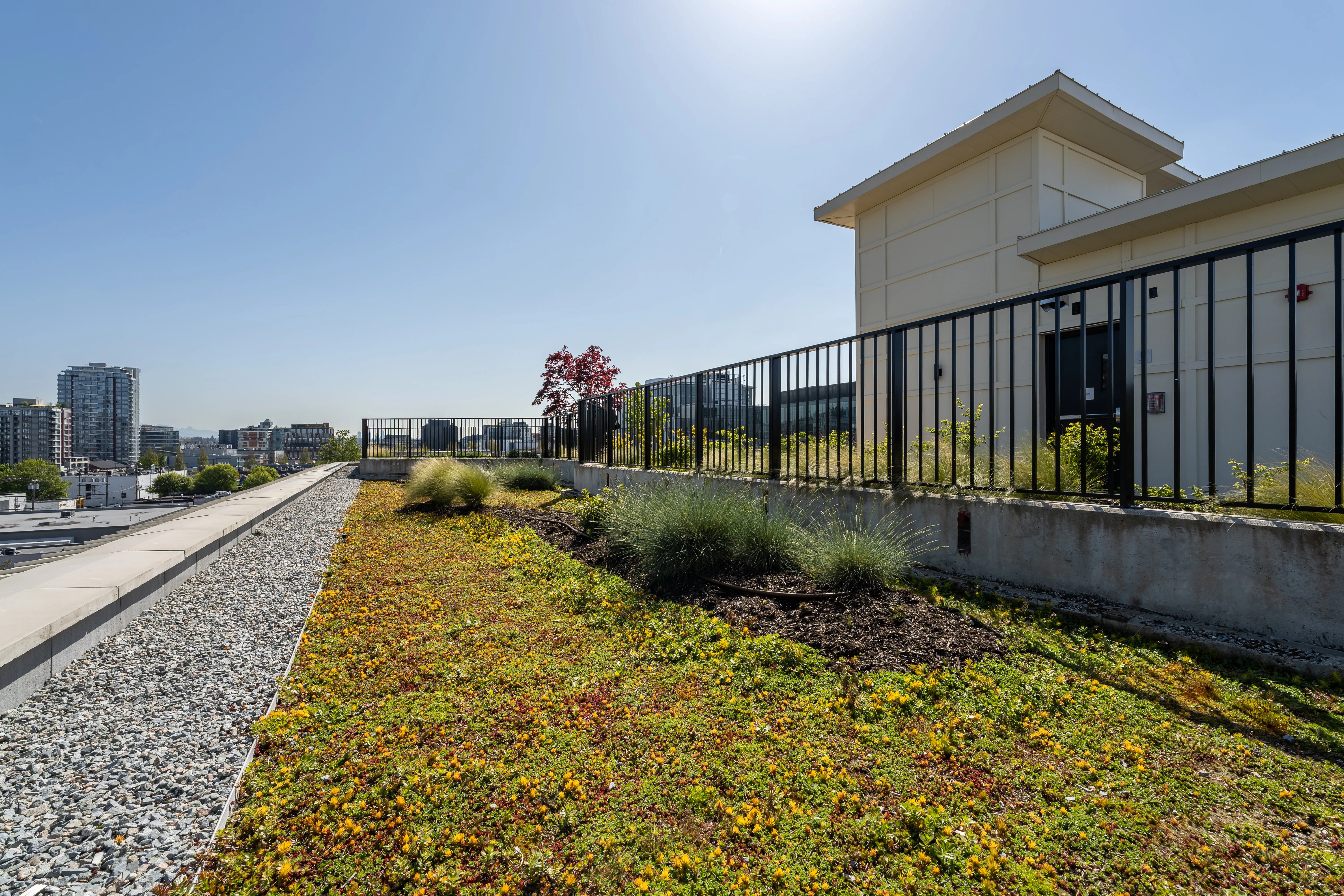 Green roof planting along a rooftop fence at Ofisworks